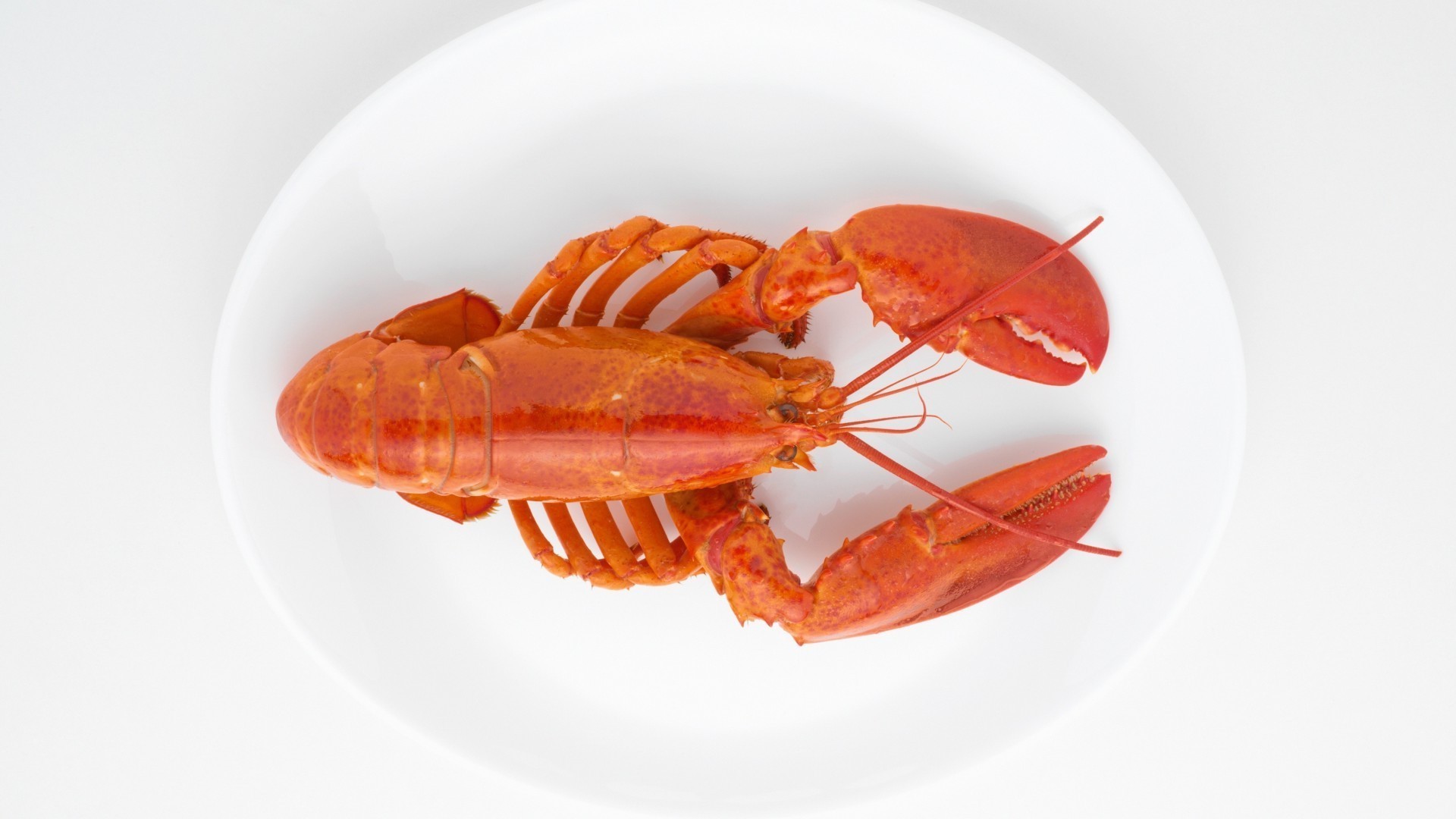 food & drink seafood food crustacean shellfish lobster epicure fish crab meal spiny lobster restaurant delicious dinner cooking prawn nutrition shrimp cuisine desktop