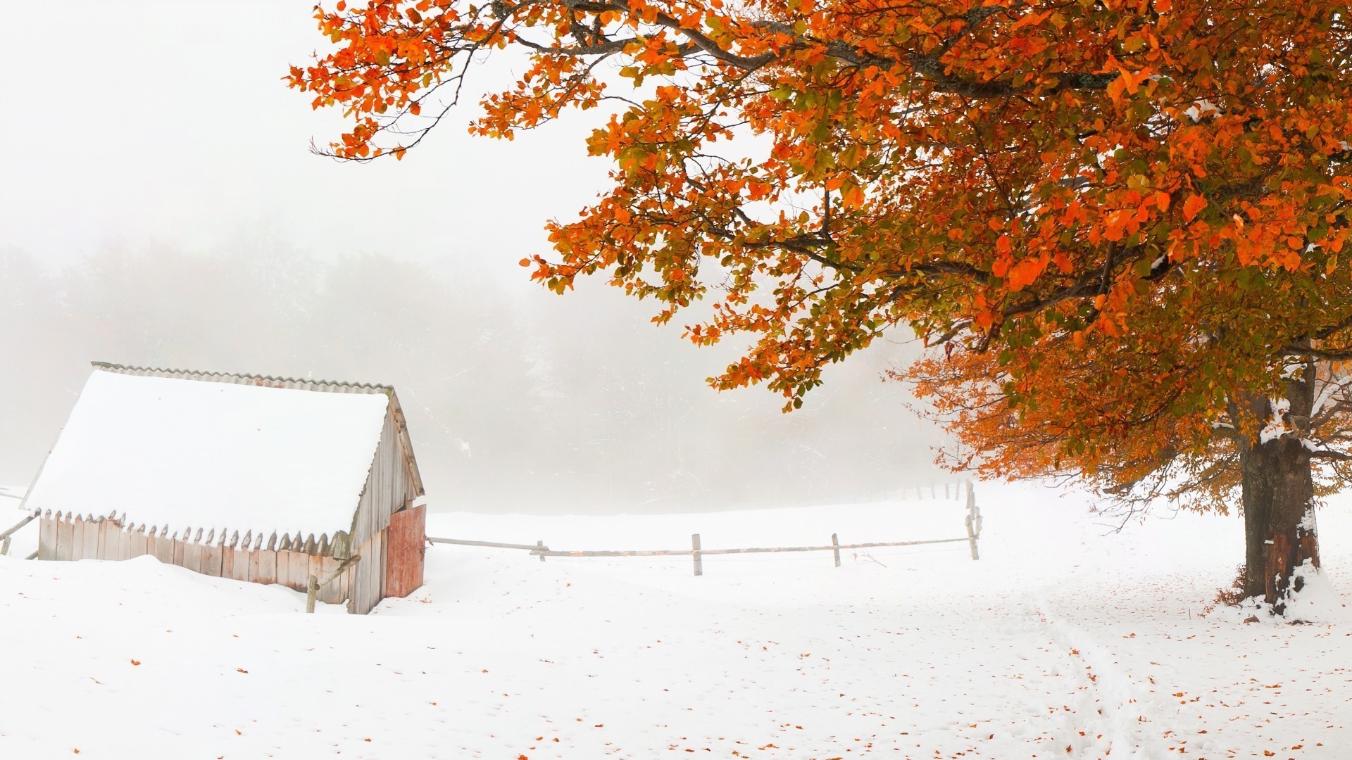 winter snow fall tree season wood landscape cold weather frost outdoors scenic frozen branch fair weather