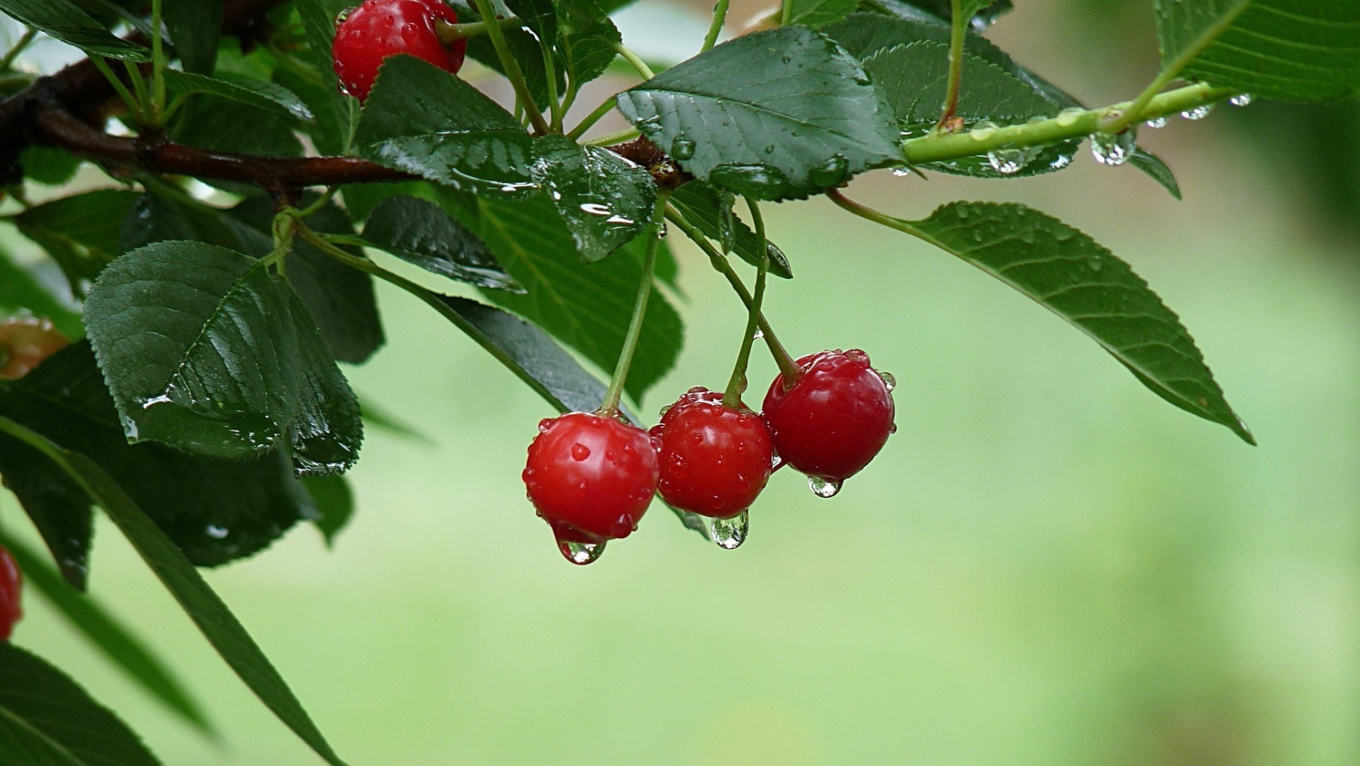 berries fruit berry leaf food nature health healthy pasture garden grow confection juicy delicious cherry summer close-up branch crop