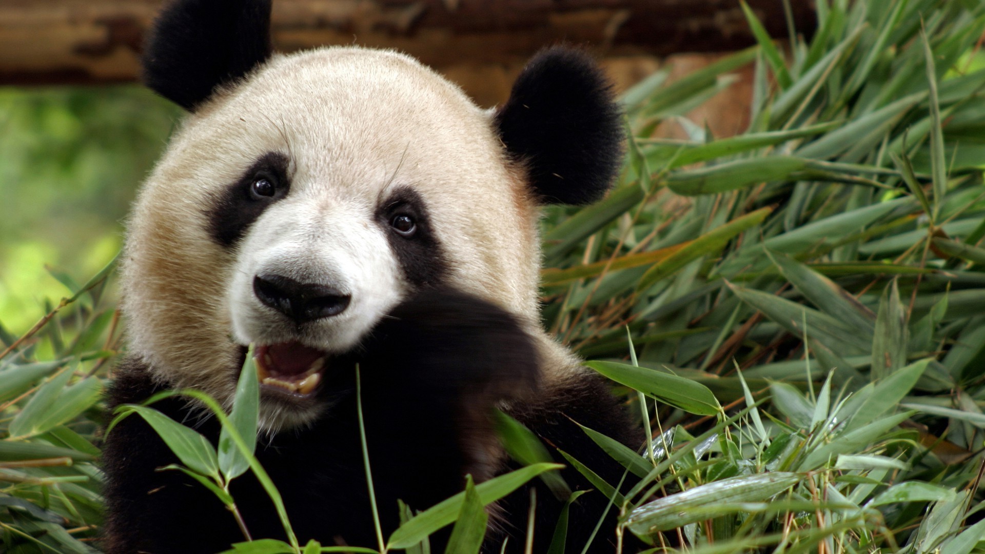 herbívoro mamífero naturaleza vida silvestre hierba lindo animal al aire libre salvaje retrato zoológico