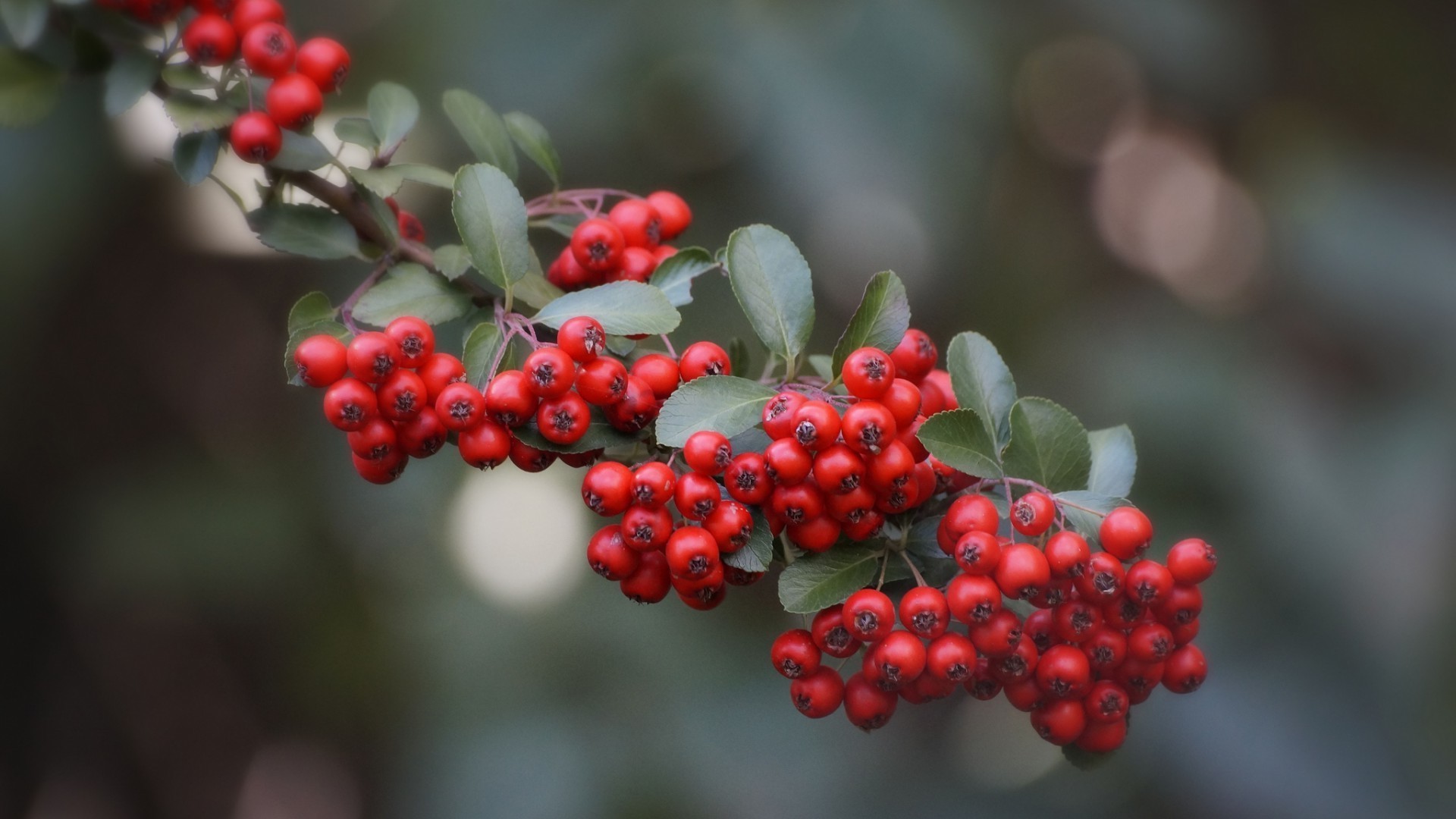 beeren beere natur blatt obst strauch zweig baum eberesche esche garten farbe cluster