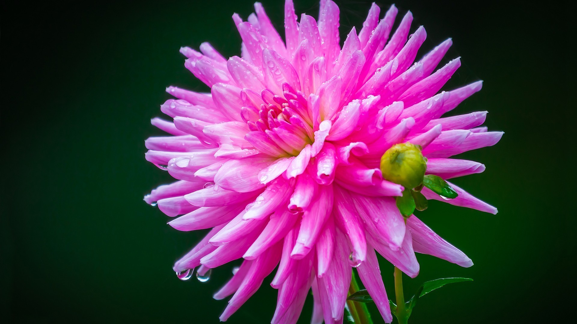 flowers flower nature flora summer petal bright blooming color beautiful garden leaf floral