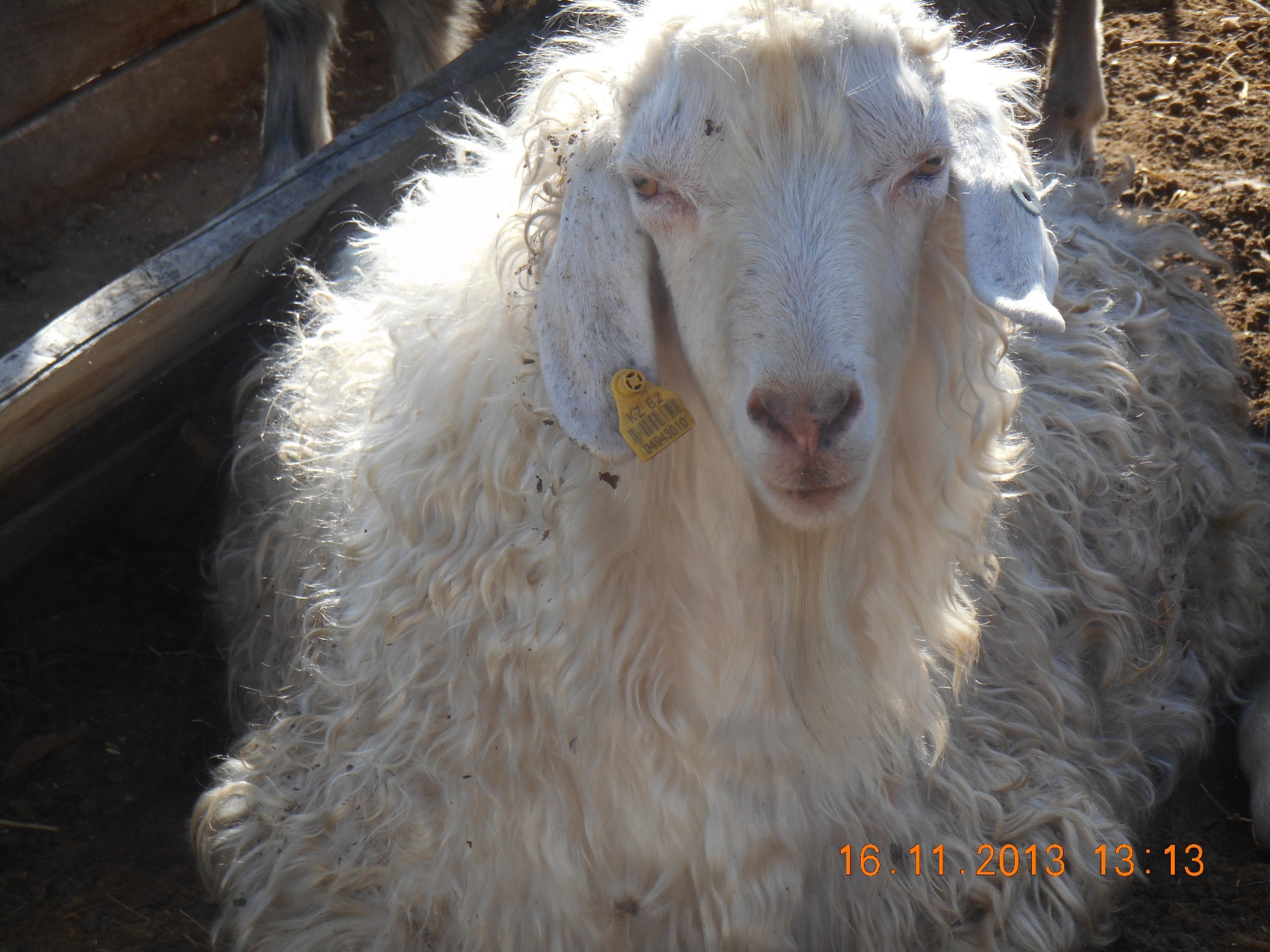 animais ovelhas lã fazenda cordeiro rural agricultura gado natureza cabra animal ram rural eva doméstico cordeiro