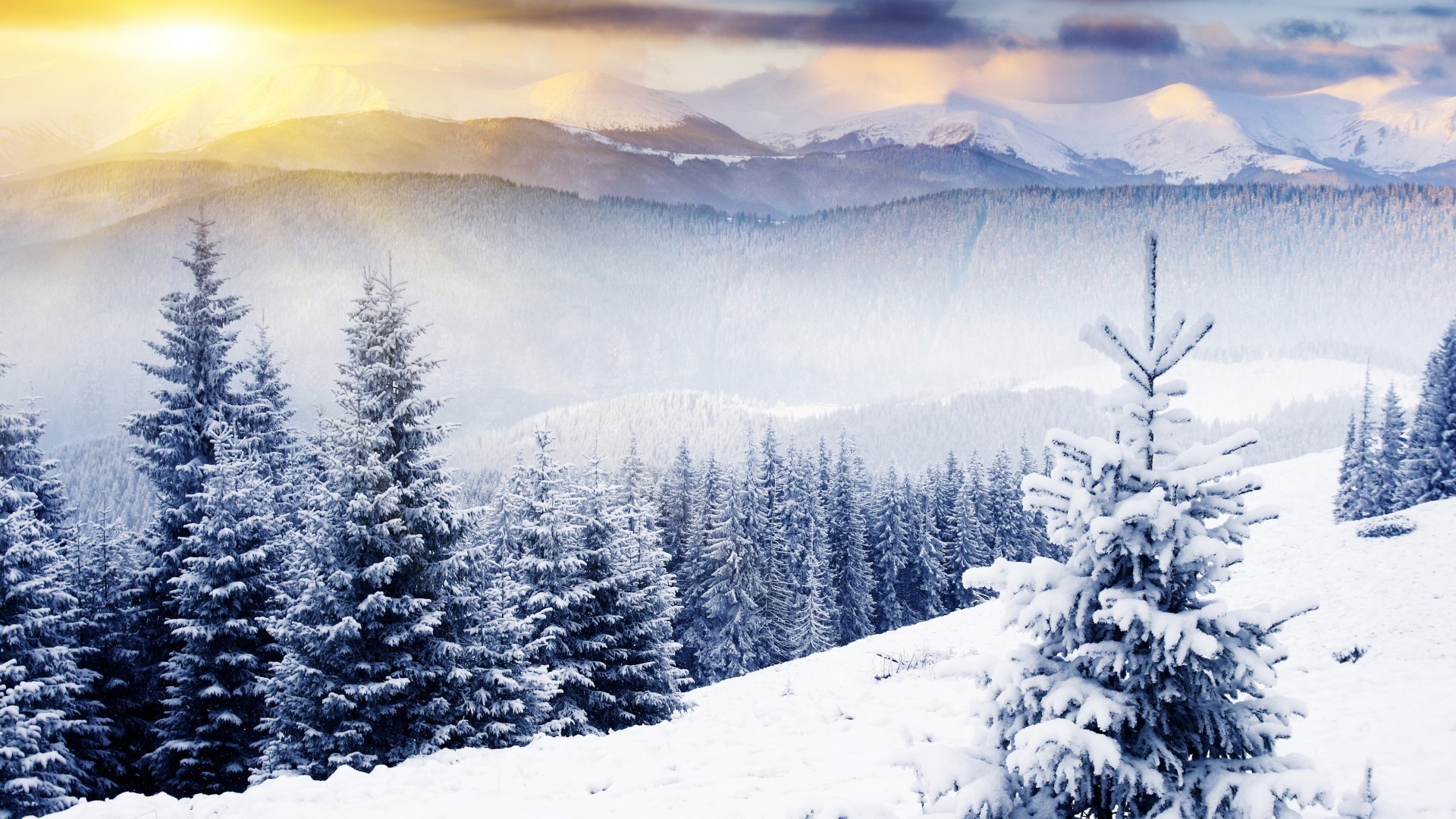 winter schnee berge holz kälte landschaft eis frost evergreen baum tanne landschaftlich nadelholz gefroren kiefer fichte jahreszeit verschneit natur berggipfel