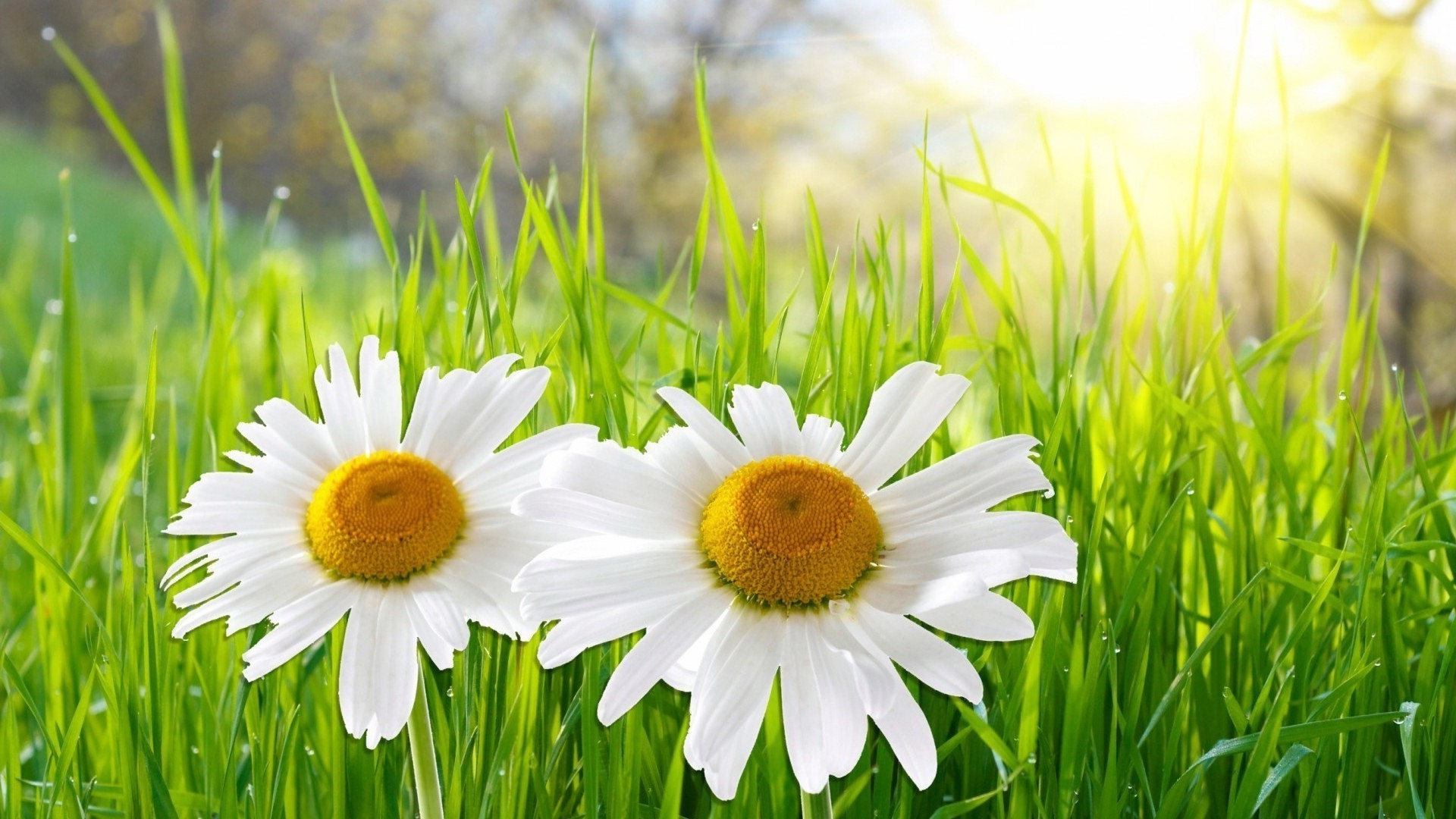 chamomile grass field hayfield nature flora summer lawn garden leaf growth rural environment season sun freshness flower easter fair weather