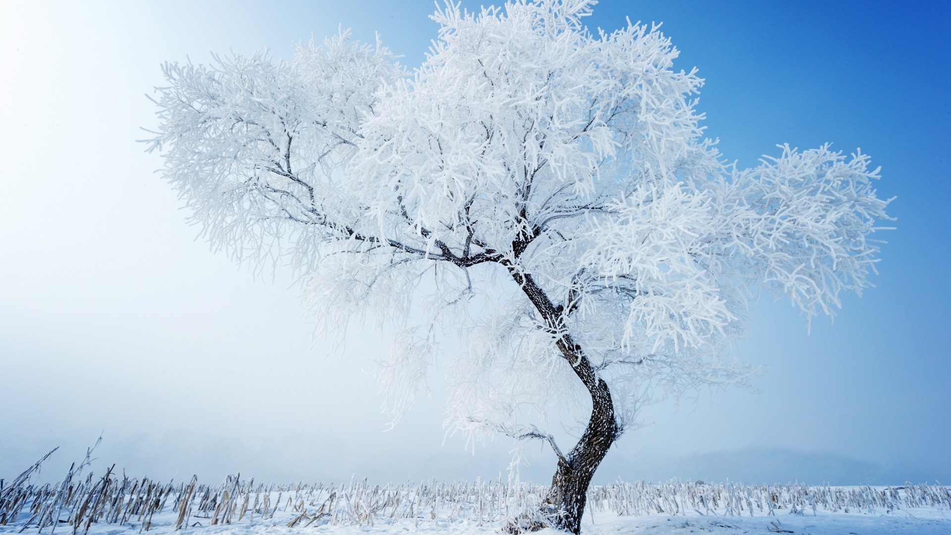 hiver neige gel froid glace congelé bois givré nature bois météo saison branche beau temps neige-blanc paysage extérieur lumineux