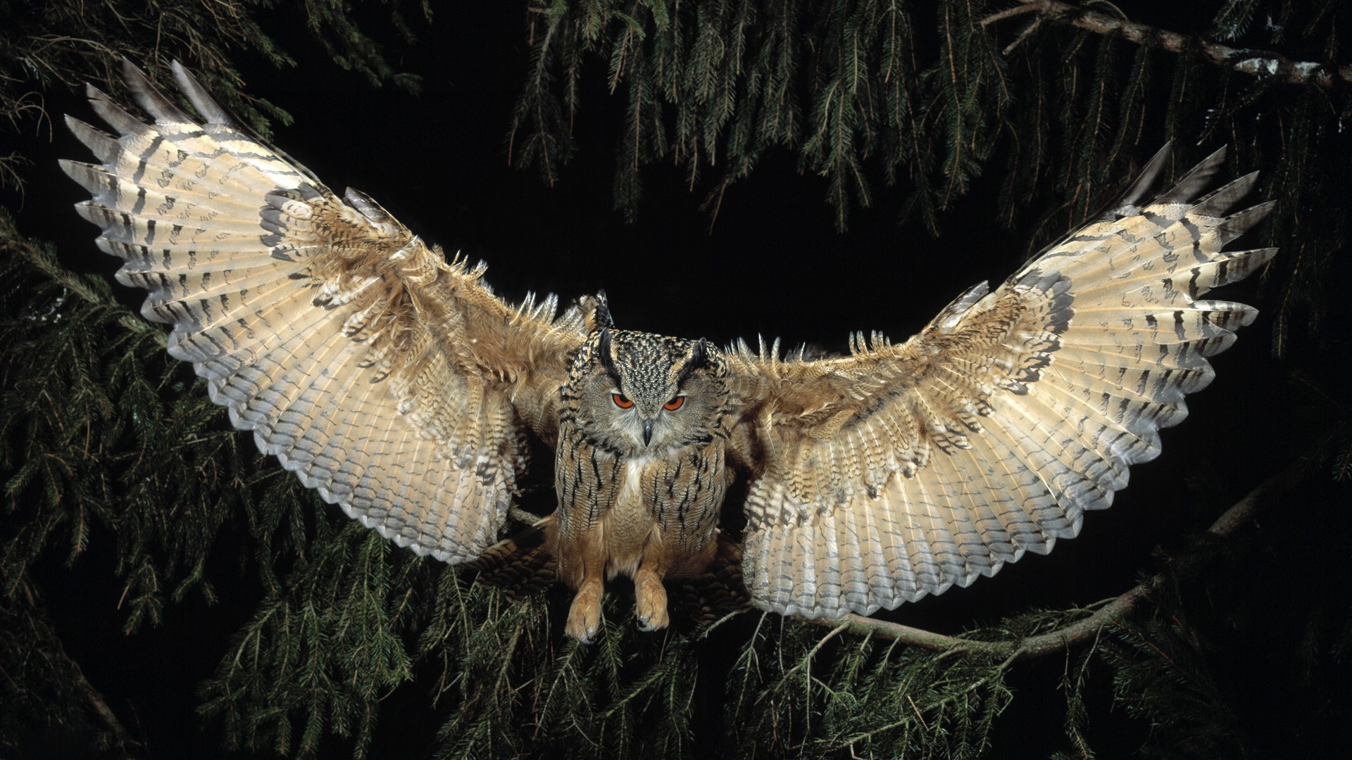 animali uccello natura rapace fauna selvatica gufo predatore