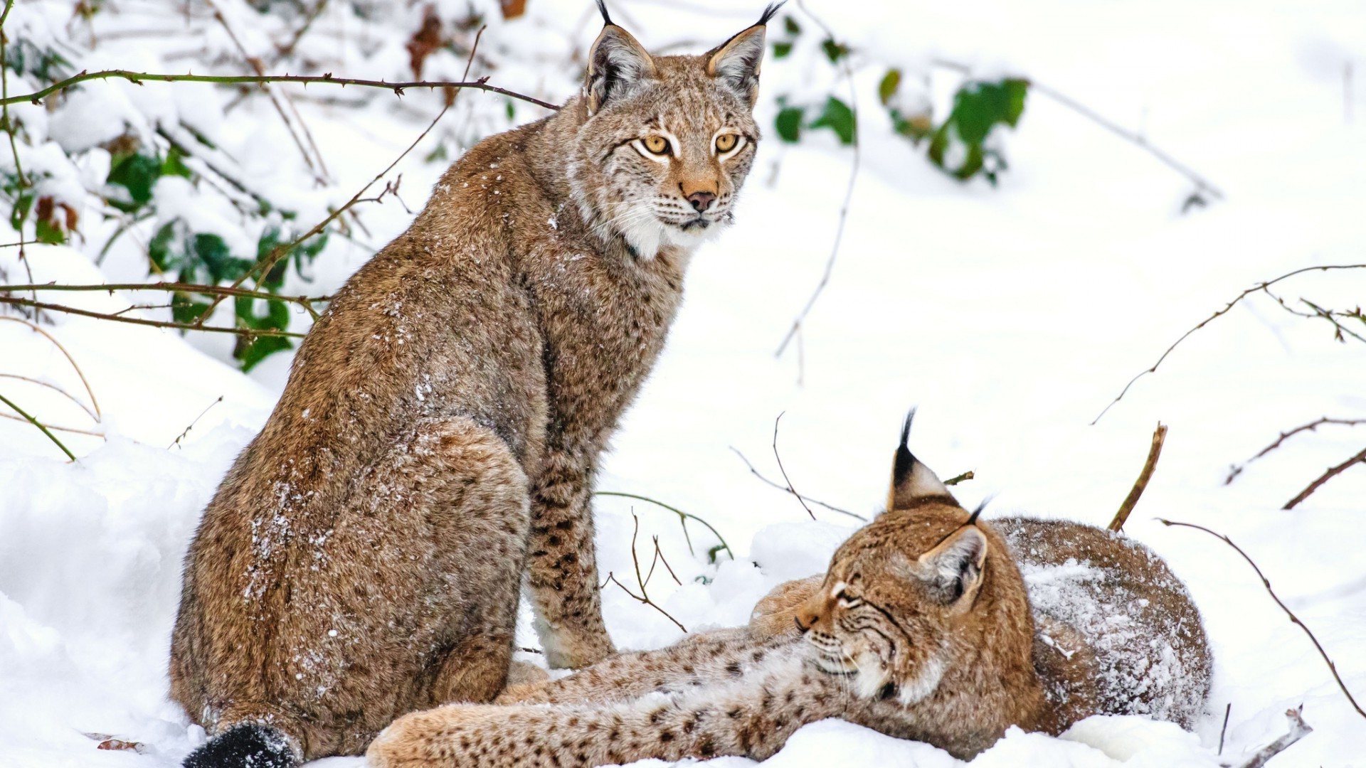 animaux la nature la faune animal mammifère chat sauvage à l extérieur hiver fourrure lynx neige mignon