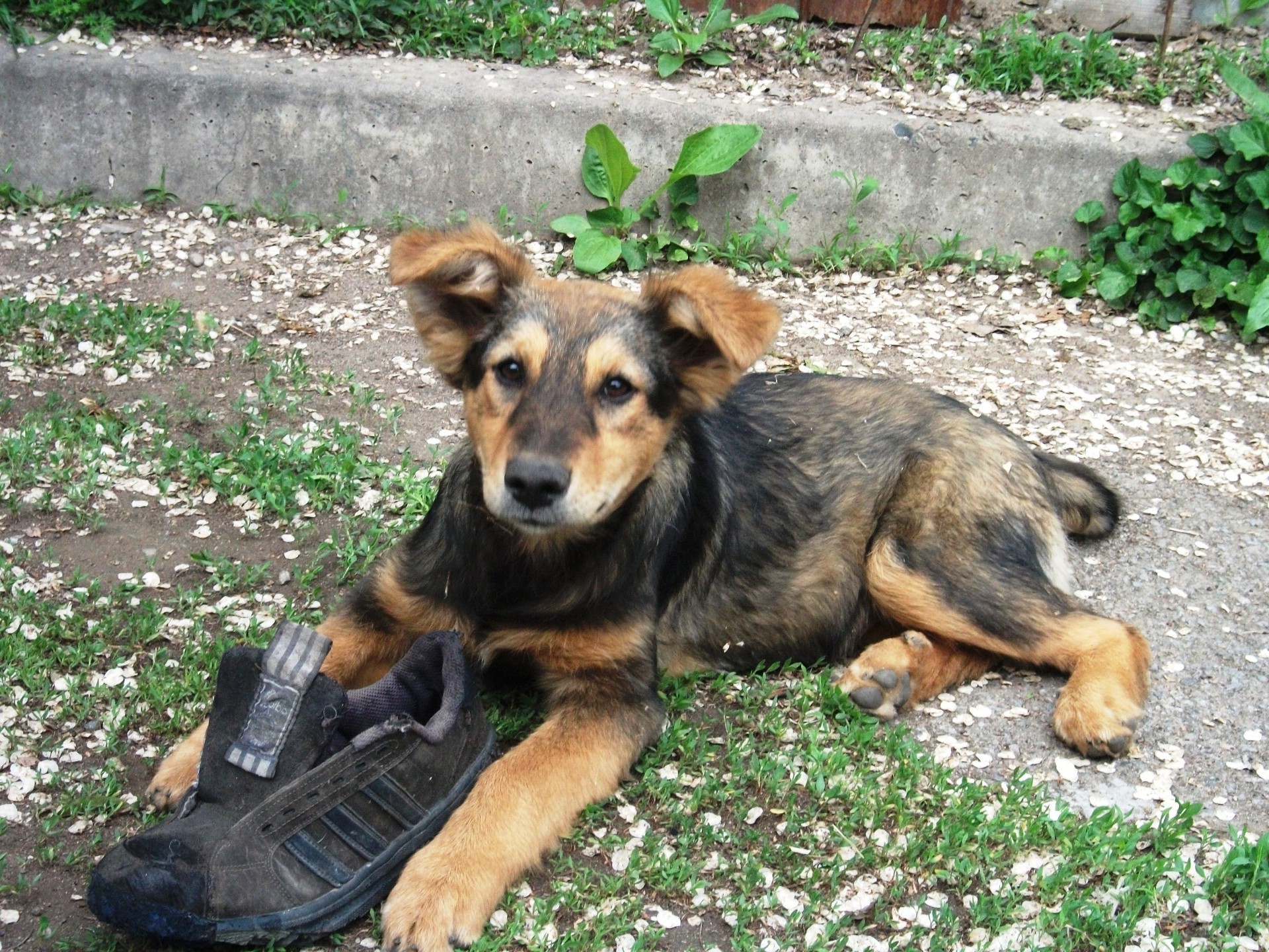 animals dog animal mammal canine pet cute puppy little grass young nature