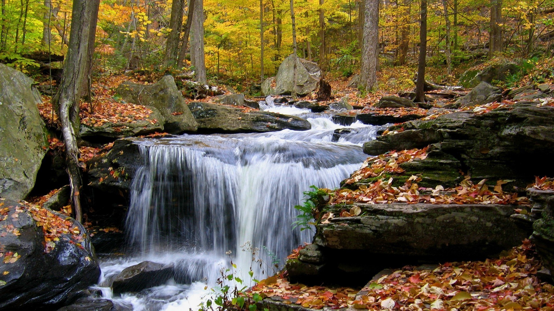 waterfalls fall waterfall stream leaf wood creek water nature river landscape moss tree cascade rock rapids park scenery scenic season