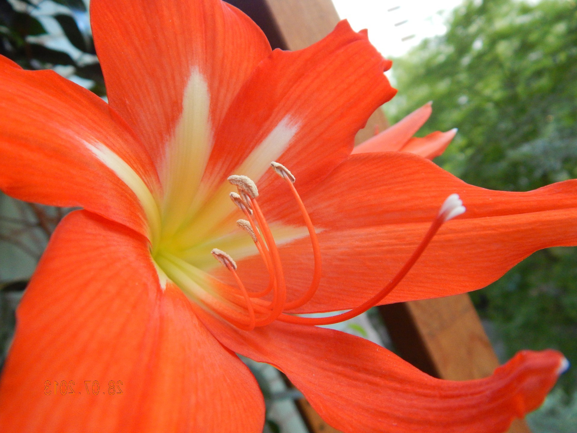 fiori fiore natura flora giardino foglia colore estate bella giglio fiore vivid floreale petalo close-up crescita botanica stagione