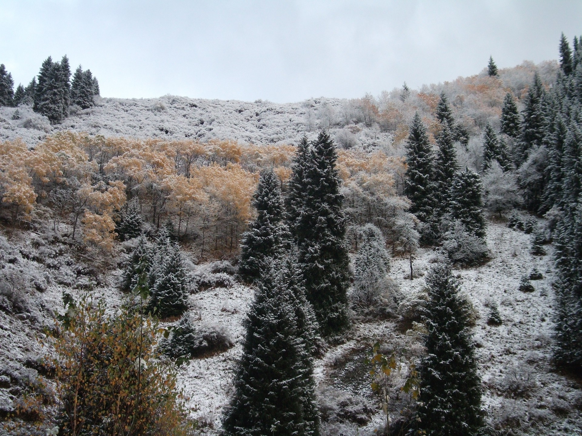 espaces naturels neige hiver gel bois froid bois paysage nature saison congelé glace météo scénique evergreen montagnes en plein air beau temps pin conifères