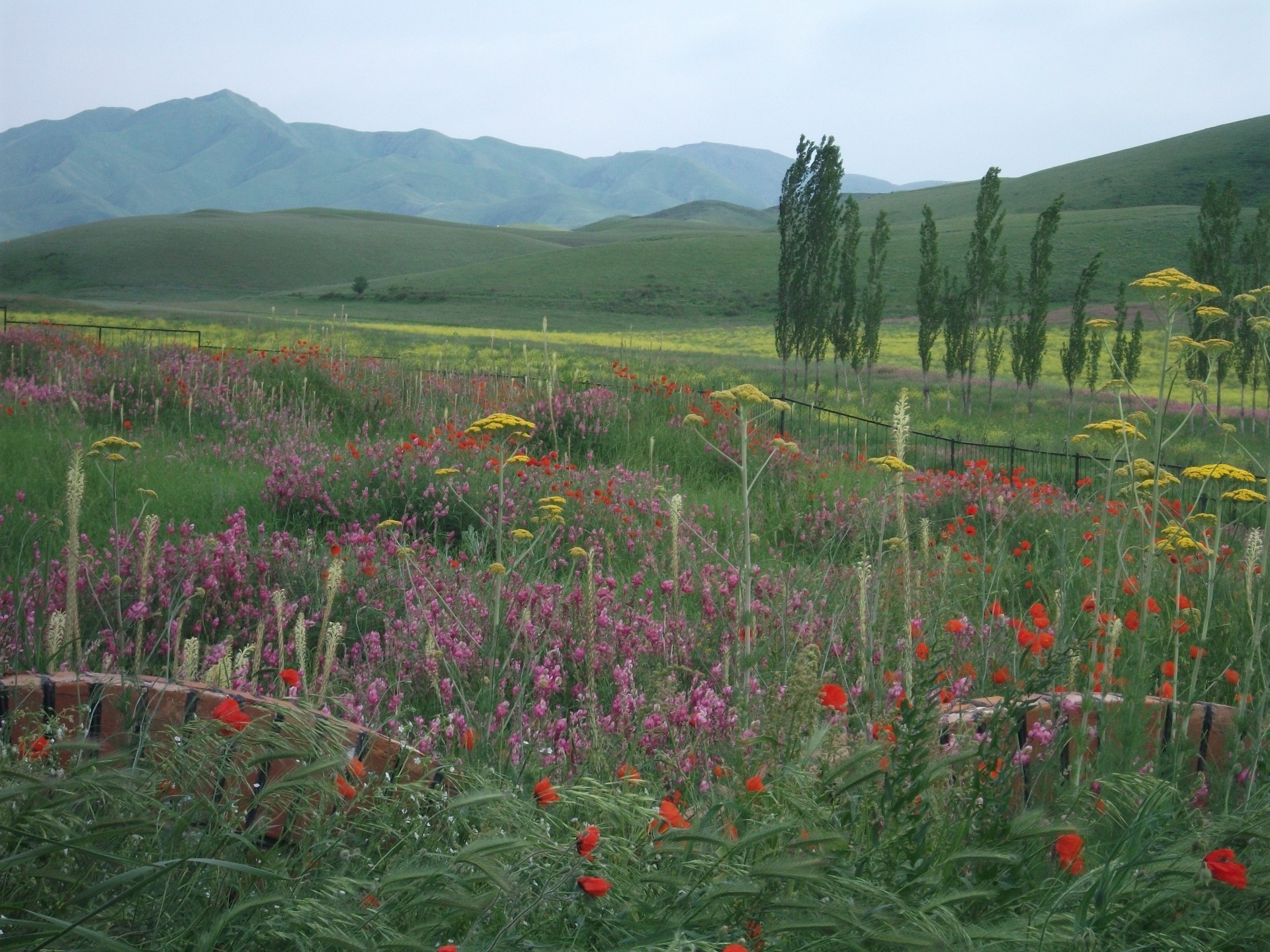 native open spaces landscape flower nature hayfield grassland poppy field outdoors summer grass mountain sky wildflower scenic agriculture countryside