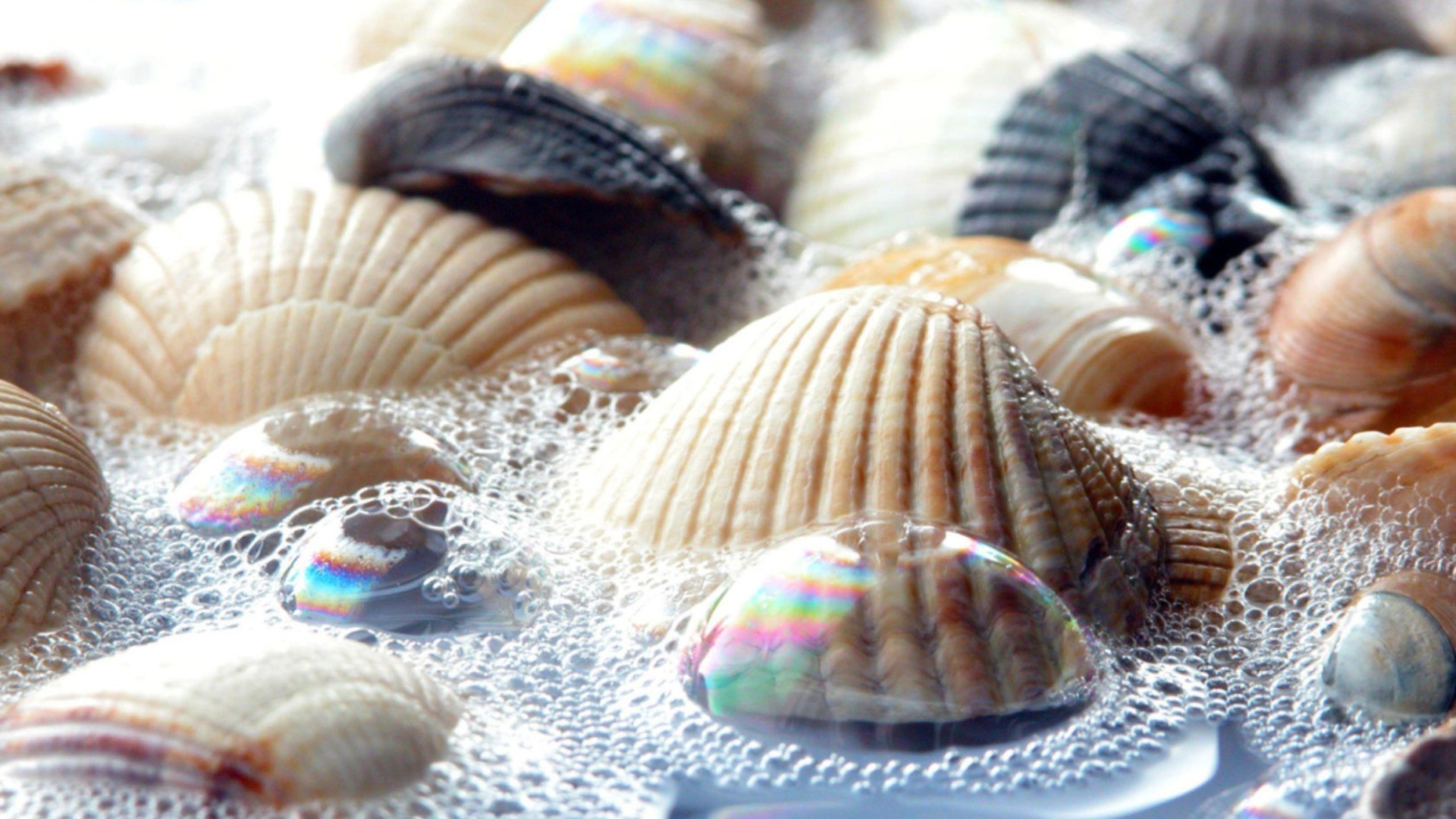 gotas e água conchas marinho concha marisco mar tropical oceano lembrança peixes marisco vieira frutos do mar natureza desktop conch estrela do mar debaixo d água boneca caracol