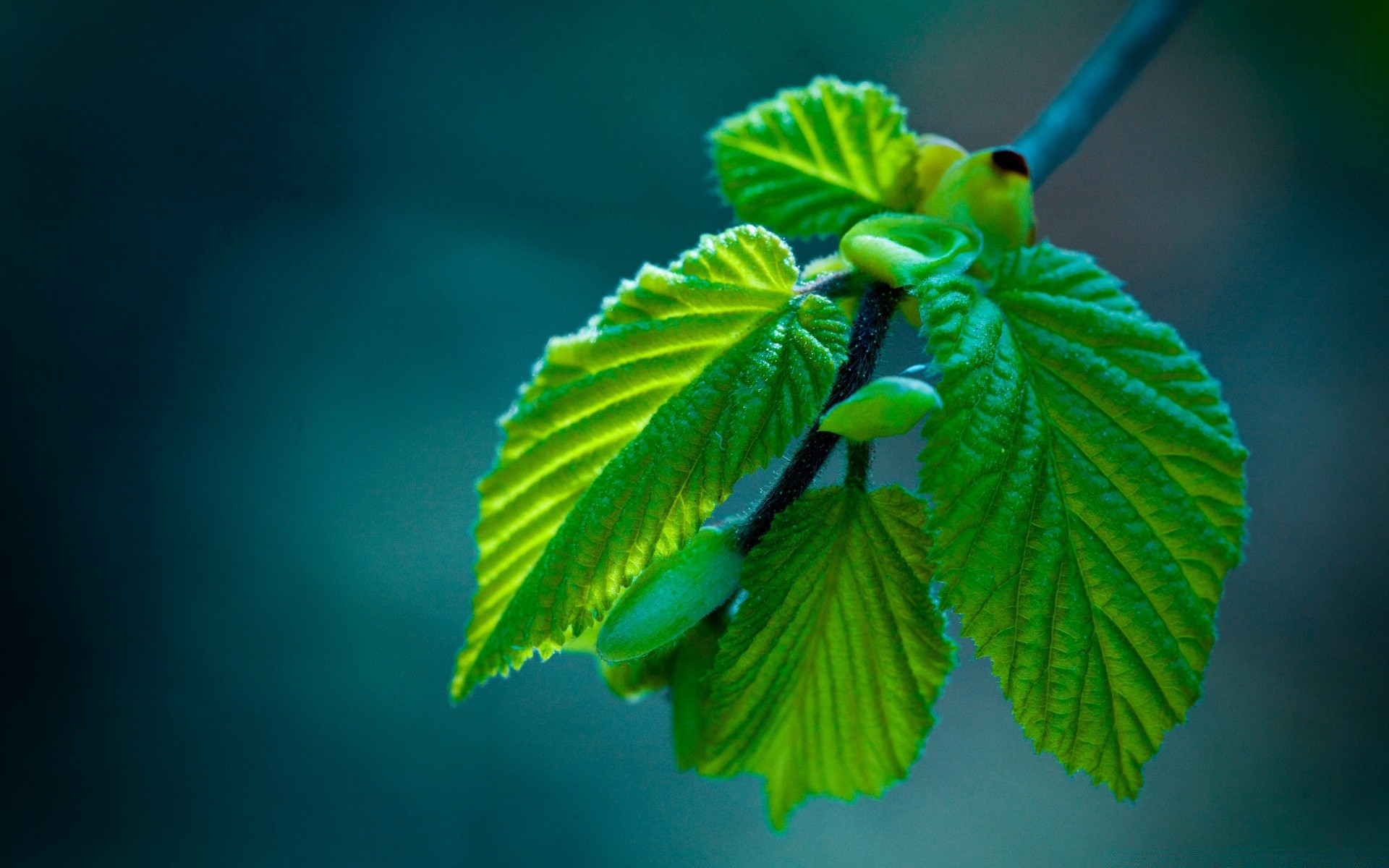 macro leaf nature growth flora outdoors summer bright tree light lush fair weather wood