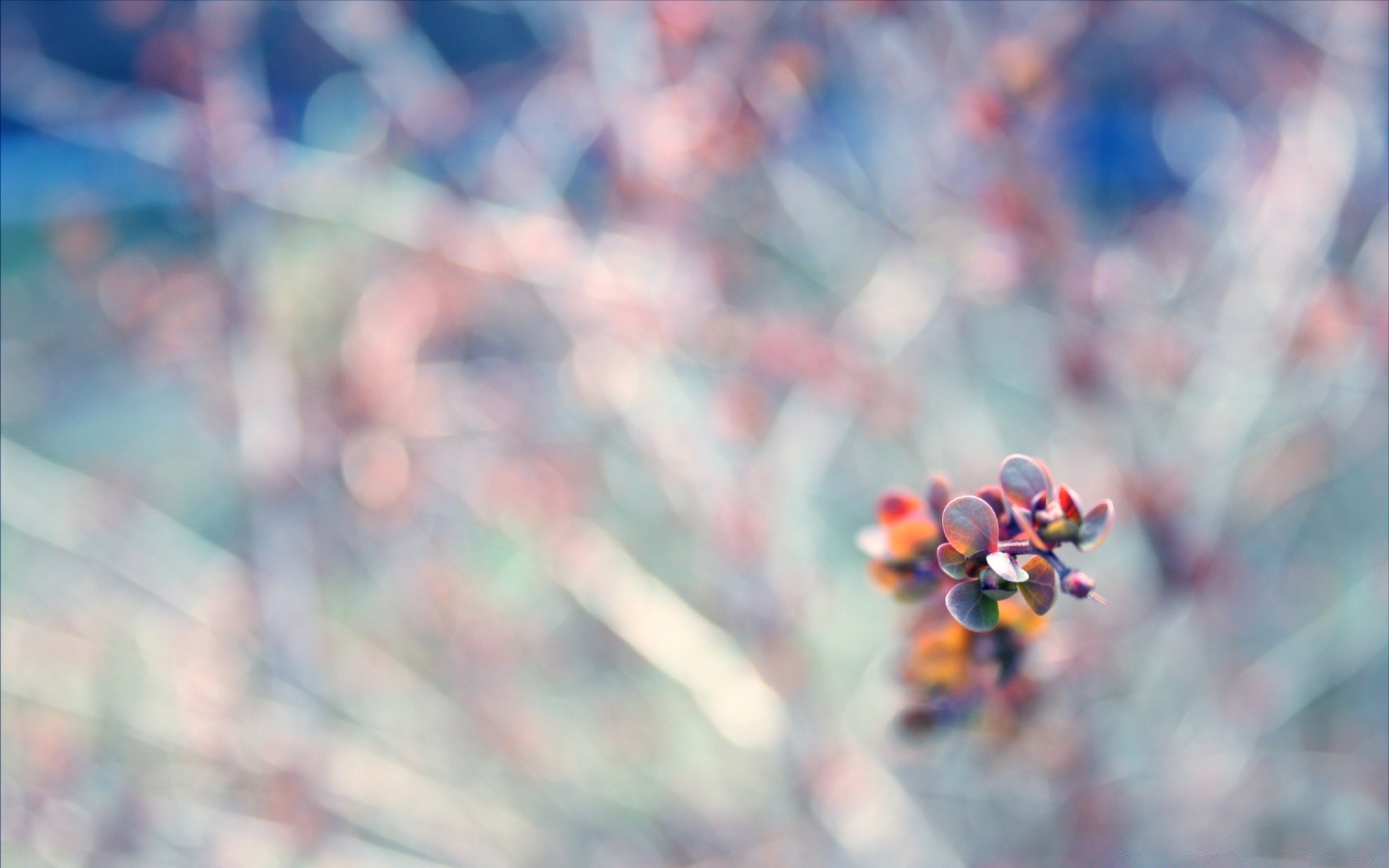 makroaufnahme unschärfe natur winter farbe im freien hell blume blatt schnee