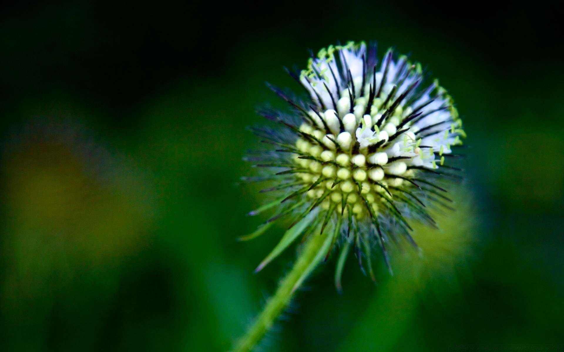 makro natura flora kwiat na zewnątrz lato liść wzrost trawa ogród biologia oset dziki