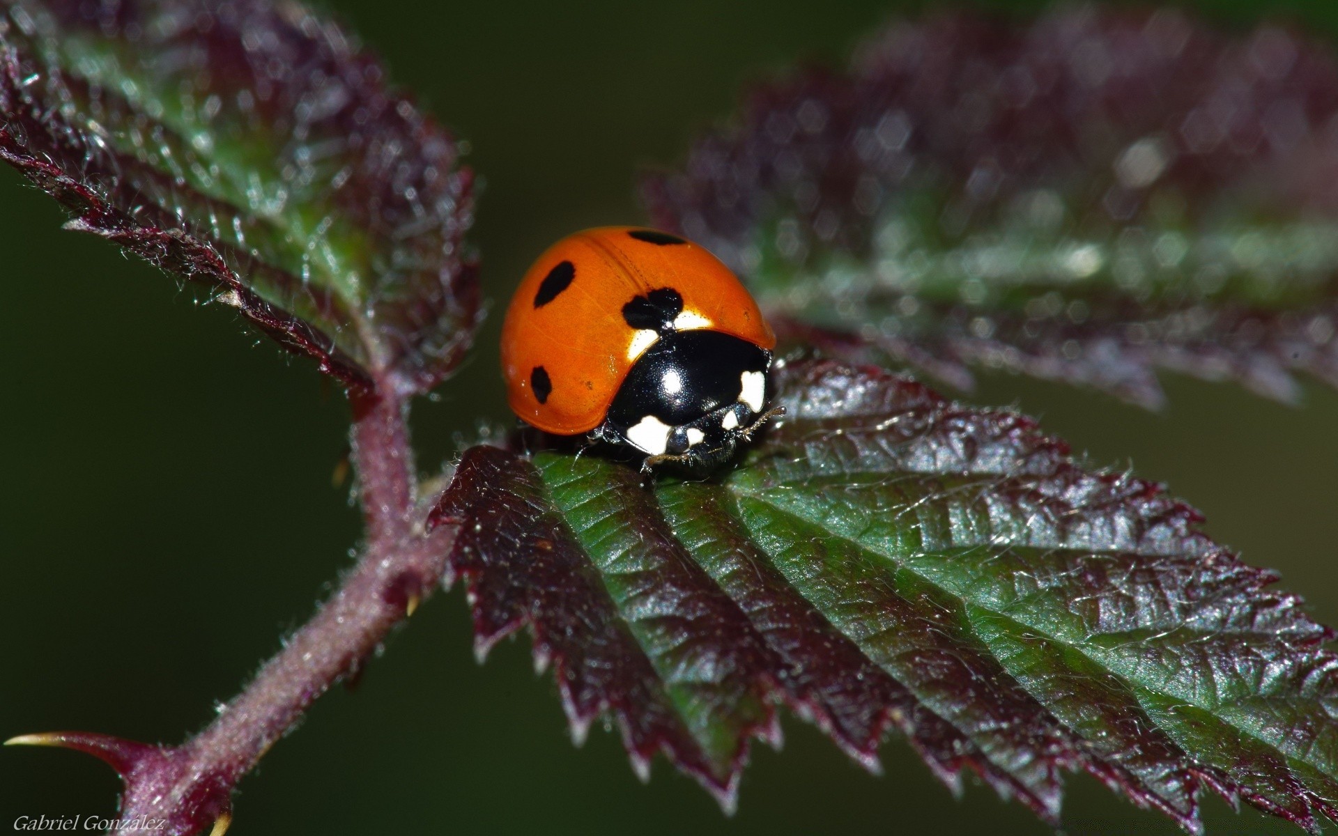 macro insecto naturaleza al aire libre vida silvestre hoja invertebrados escarabajo biología flora mariquita poco verano medio ambiente