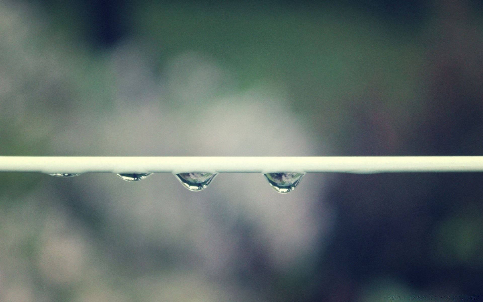 macro lluvia naturaleza caída hoja rocío agua verano gotas abstracto al aire libre buen tiempo amanecer hierba desenfoque medio ambiente flora color luz