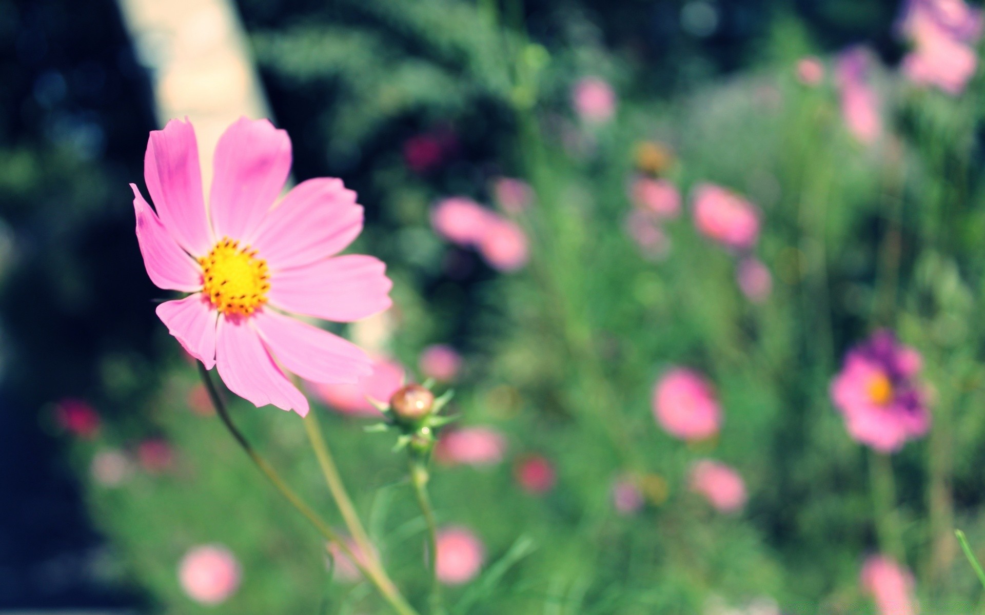 makroaufnahme natur blume sommer garten flora hell blühen blatt feld blütenblatt wachstum farbe im freien gutes wetter gras heuhaufen blumen