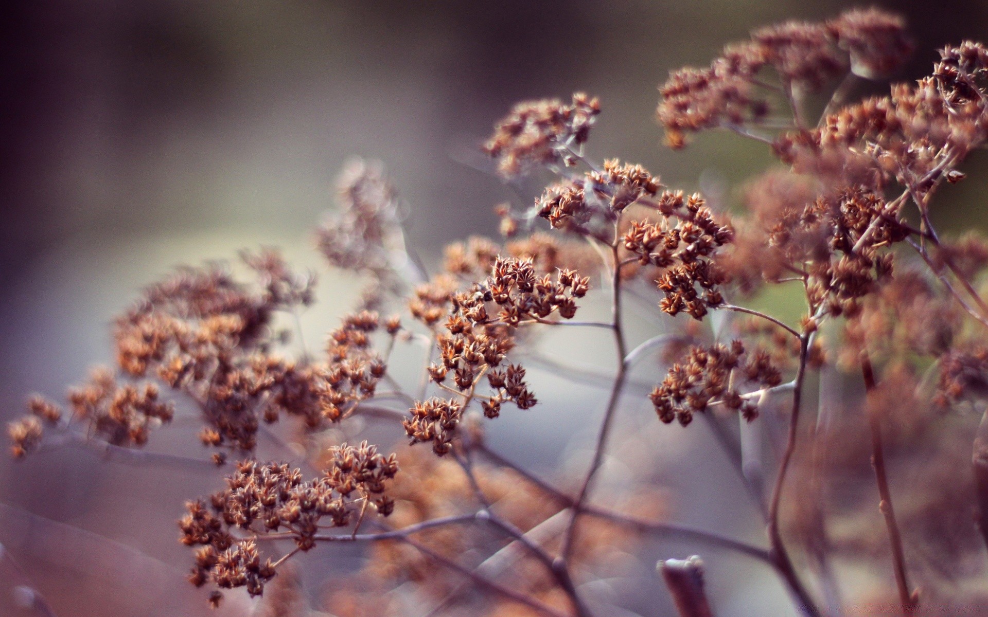 macro flower leaf nature tree flora outdoors floral branch dawn fall light close-up