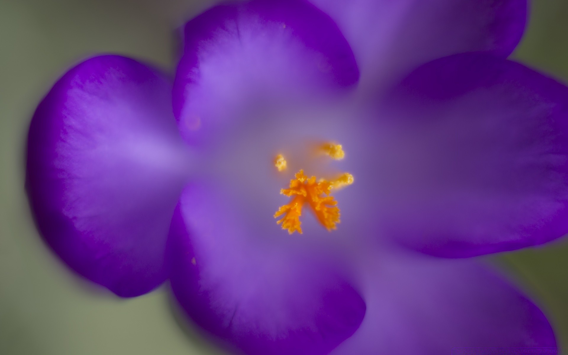 macro flower nature flora petal leaf blooming blur floral bright garden summer delicate beautiful growth color