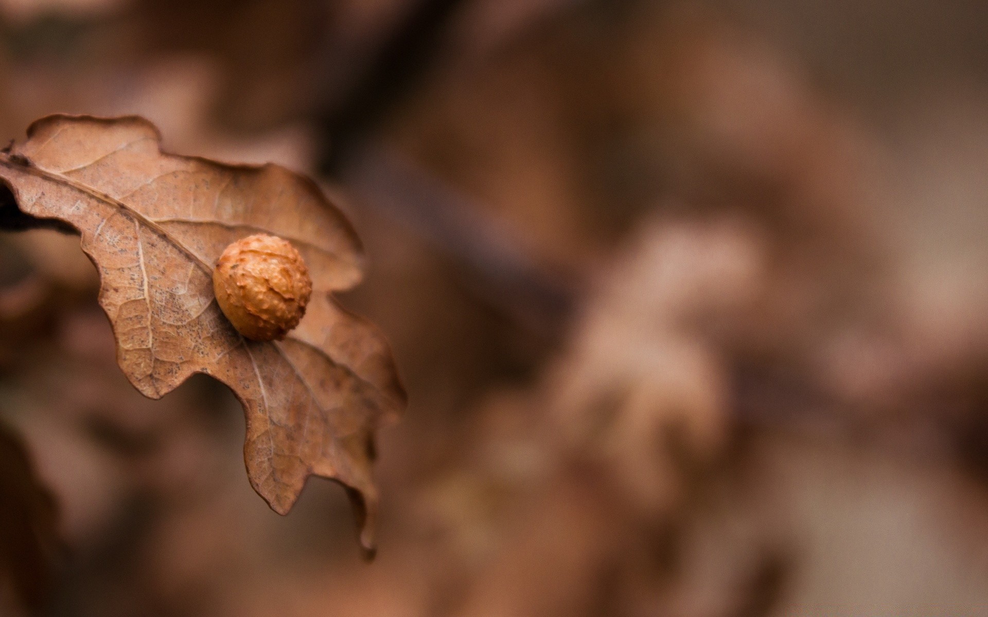 macro automne nature sec feuille arbre bois flore gros plan saison alimentaire bureau terre environnement couleur à proximité hiver à l extérieur flou