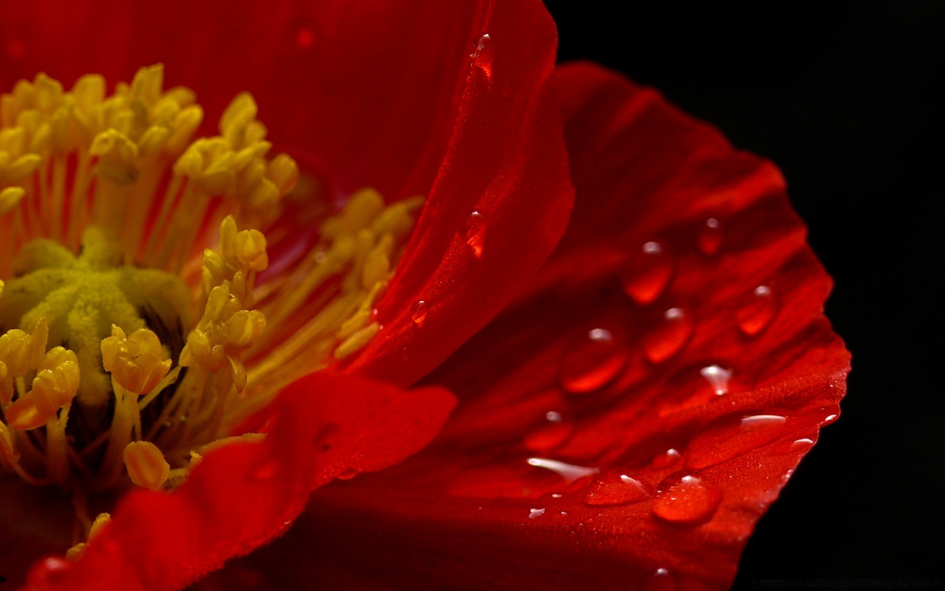 macro fleur nature jardin flore pétale couleur bluming été beau gros plan feuille floral rose amour rosée