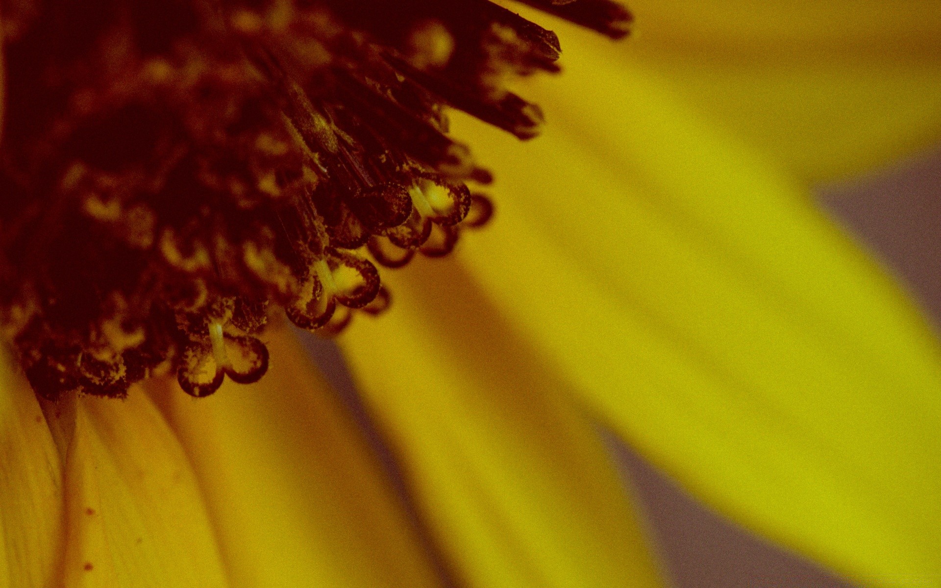 macro fleur flou nature couleur flore résumé lumière été nature morte lumineux jardin chute bureau dof