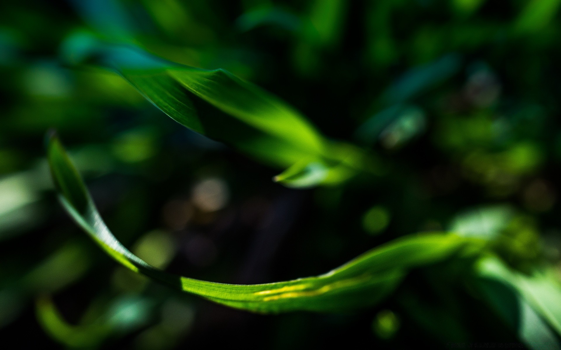 makro liść flora wzrost natura ogród środowisko kolor deszcz pulpit na zewnątrz światło świeżość