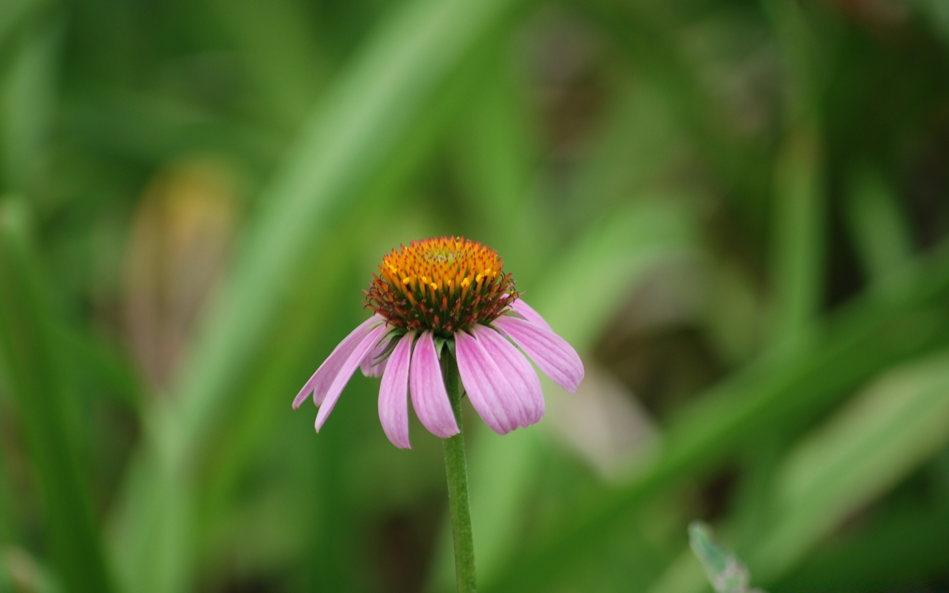 makro natura flora lato ogród liść kwiat wzrost na zewnątrz zbliżenie jasny trawa sezon pole płatek kolor bluming dziki sianokosy botaniczny