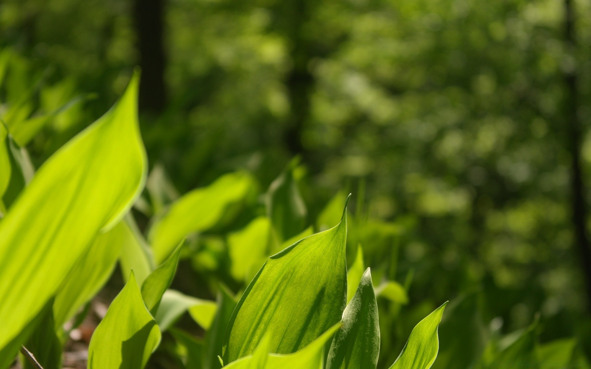 macro leaf nature flora growth summer garden fair weather bright outdoors grass environment sun rain lush