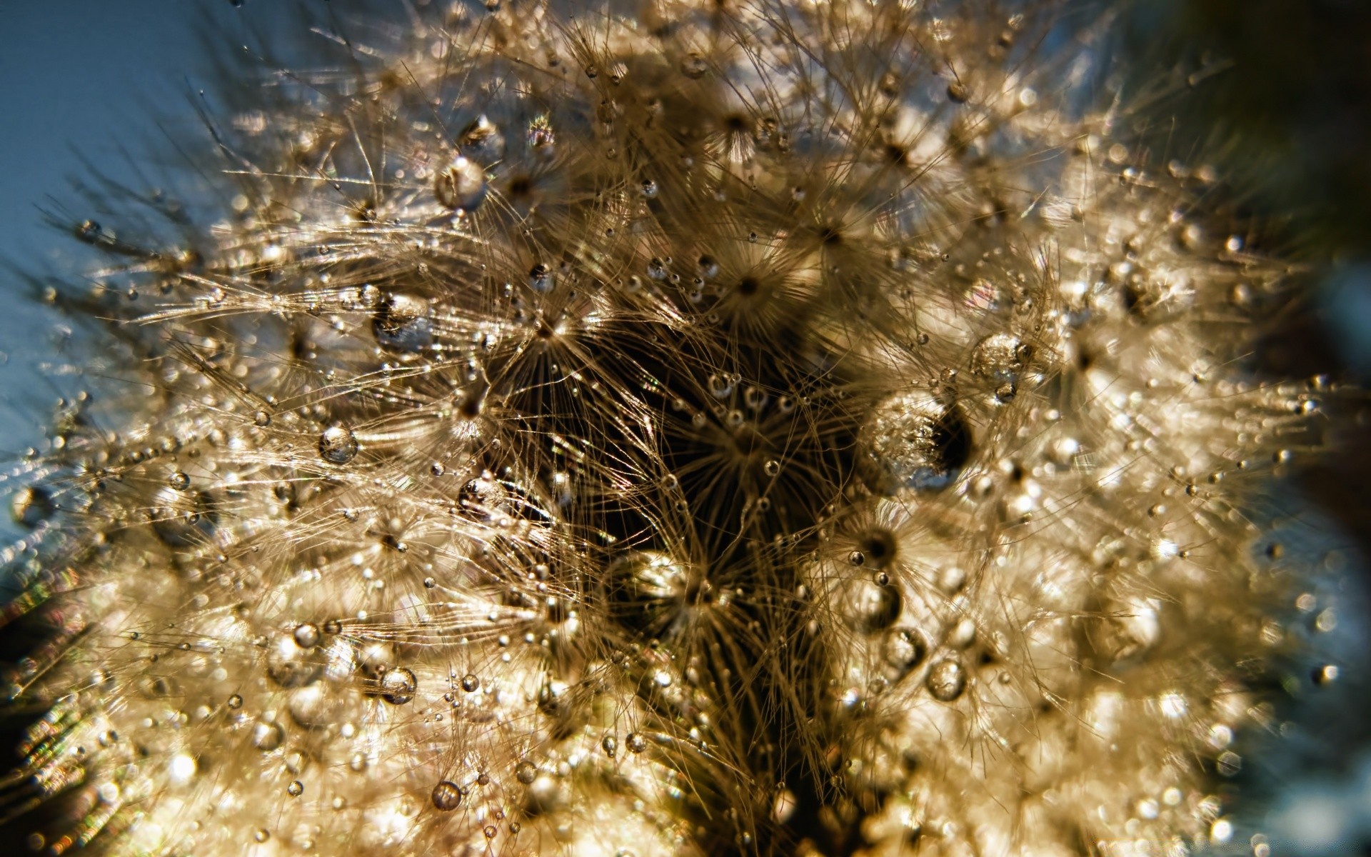 macro nature bureau sous-marin gros plan couleur