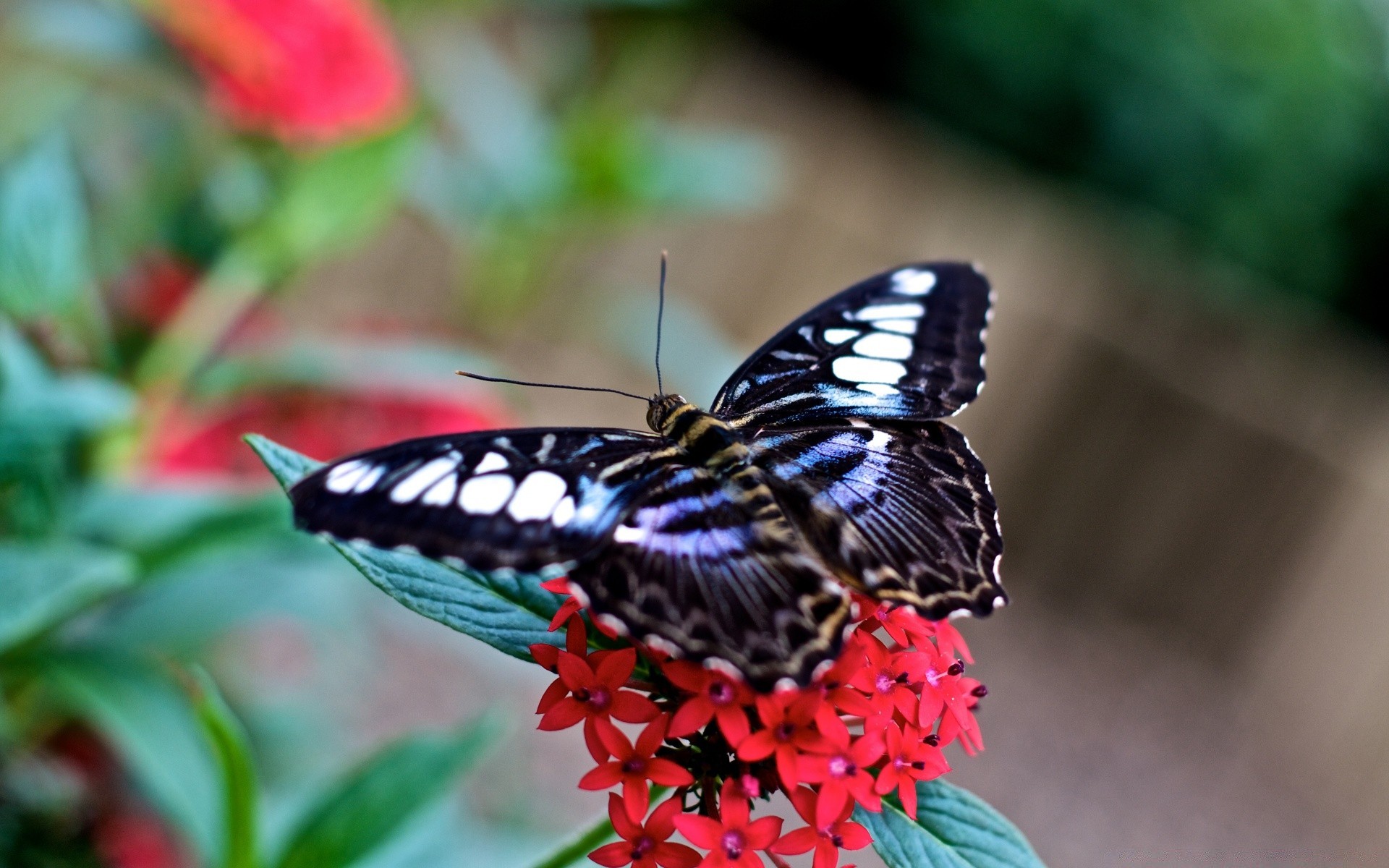 makro fotoğrafçılığı doğa kelebek açık havada böcek çiçek yaz bahçe yaprak yaban hayatı kanat flora narin parlak