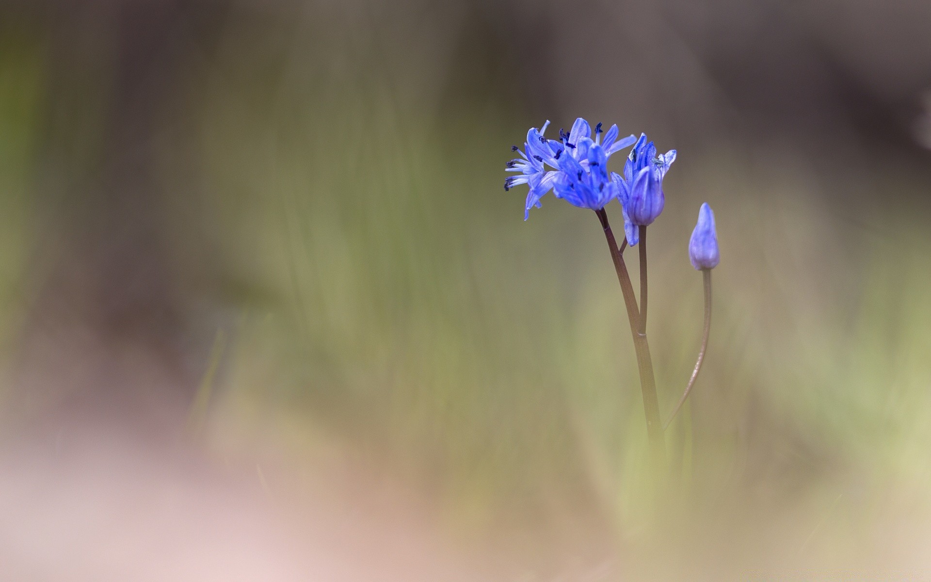 makroaufnahme natur blume flora unschärfe blatt im freien sommer gras hell wachstum garten