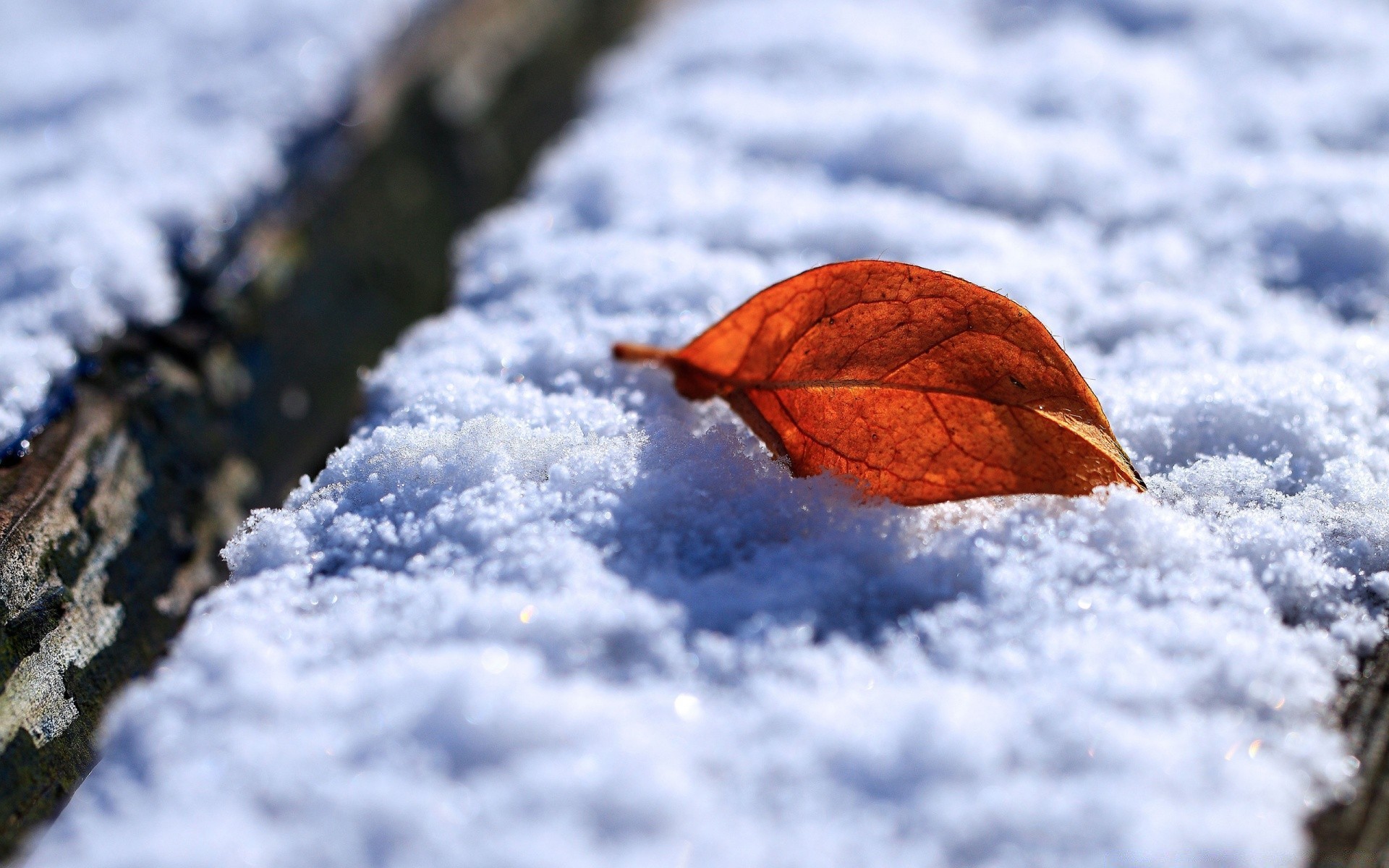 fotografia macro neve inverno geada frio gelo natureza ao ar livre congelado estação borrão tempo madeira