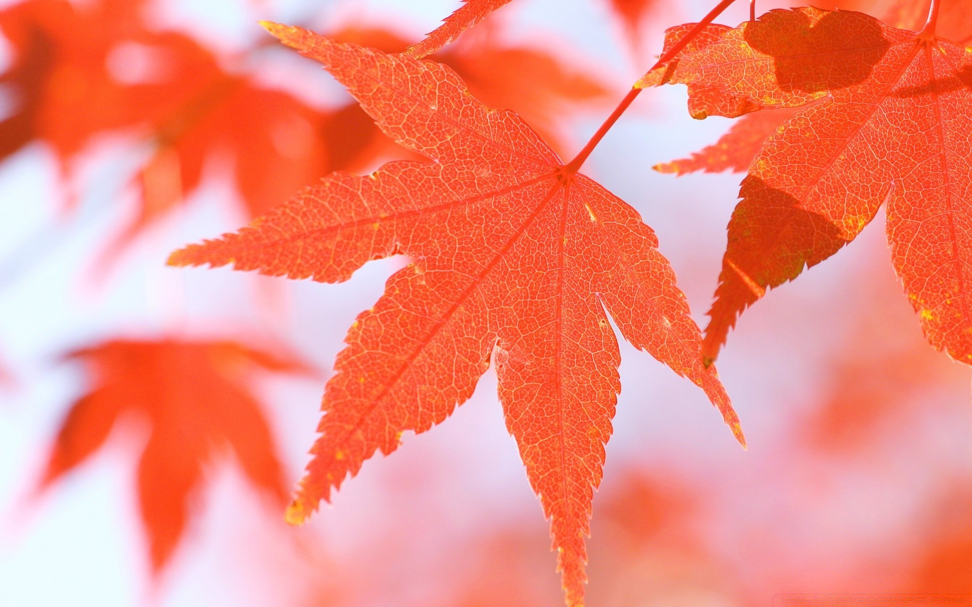 macro folha outono maple natureza brilhante temporada exuberante flora ao ar livre cor sol crescimento bom tempo