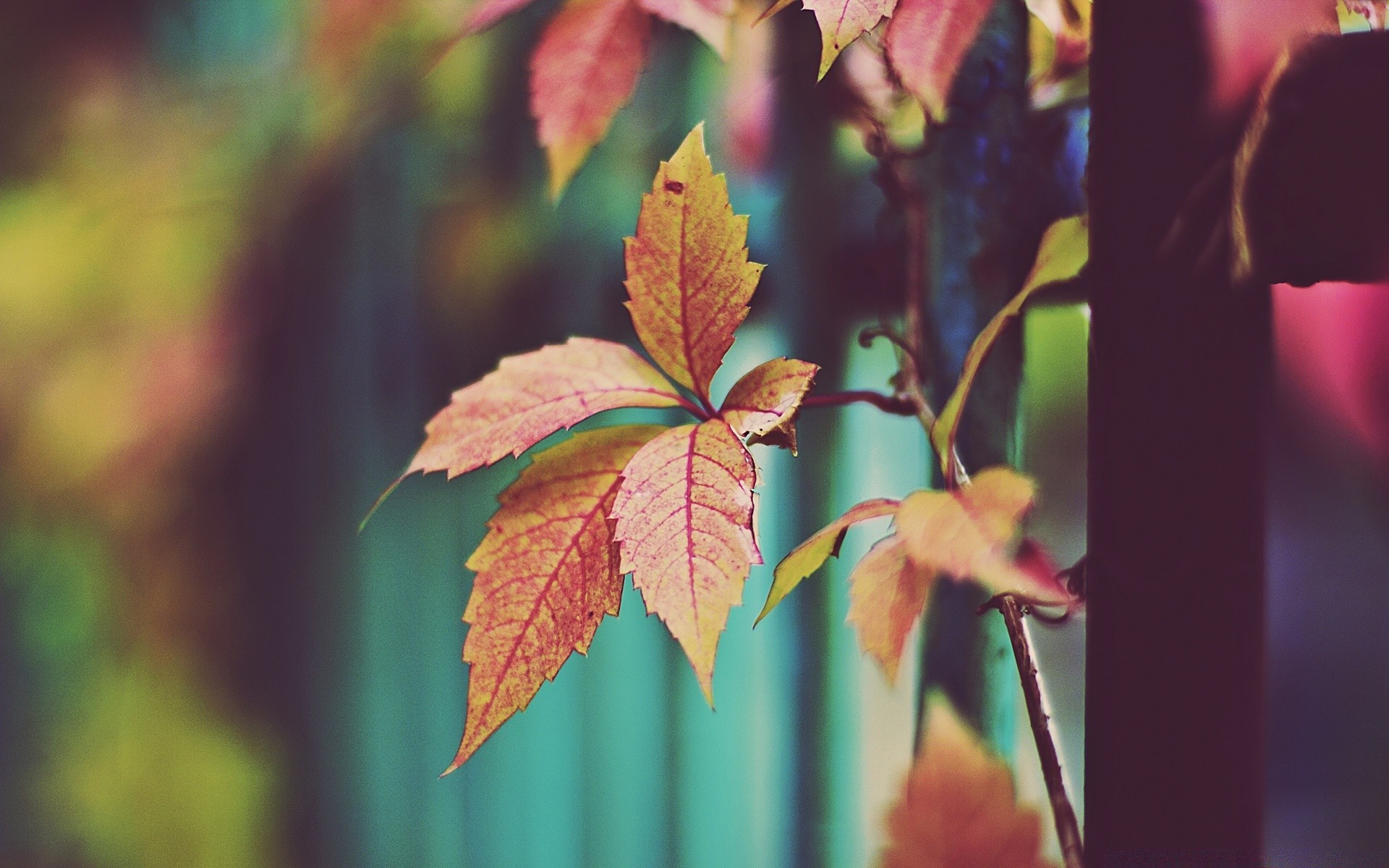 macro leaf fall nature bright outdoors flora growth tree color fair weather maple summer wood season sun