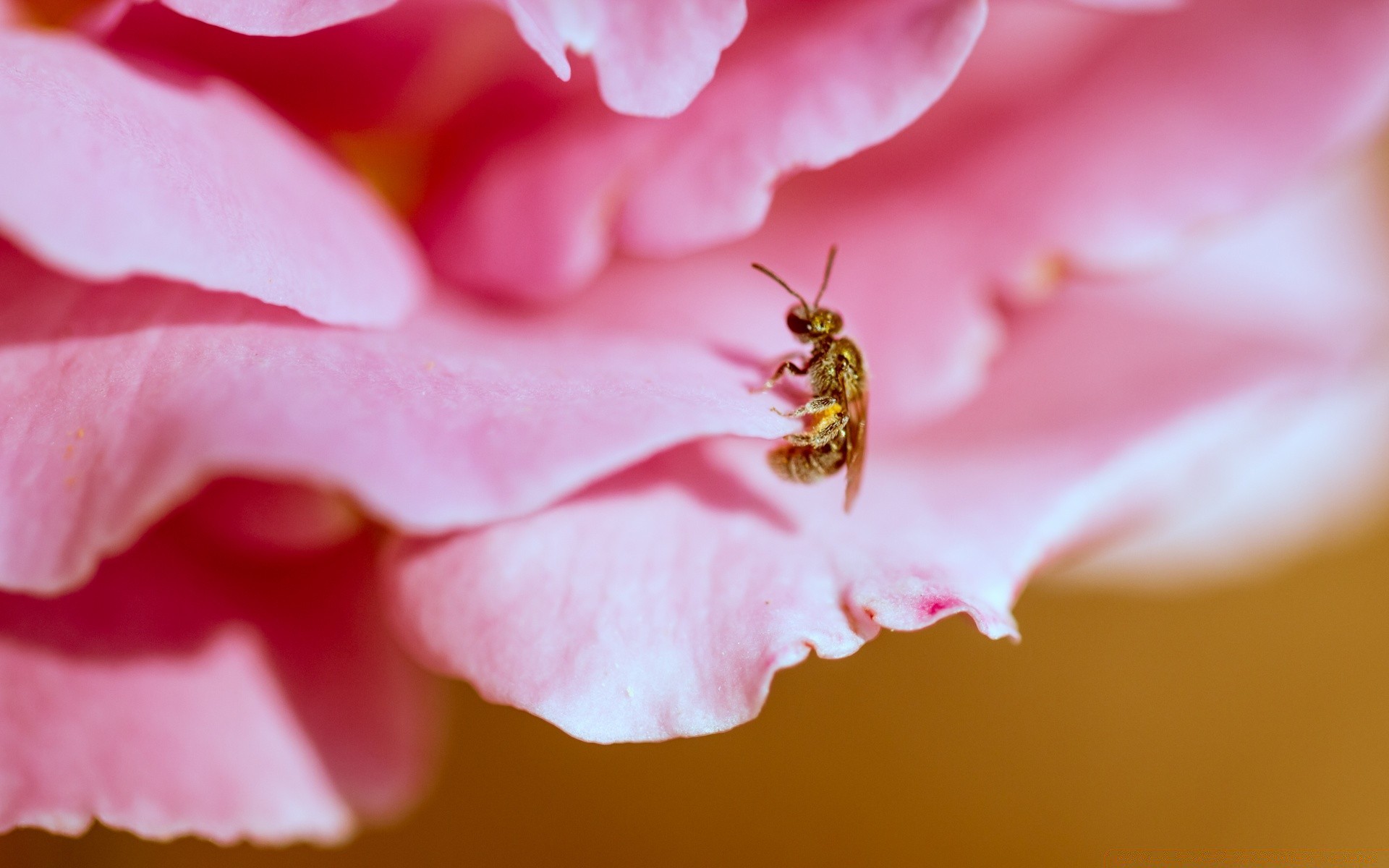 macro flor naturaleza flora hoja jardín verano color rosa hermoso amor brillante floral primer plano