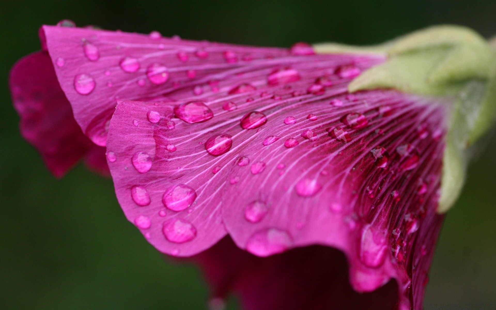 macro natureza flor flora orvalho verão jardim folha chuva cor bonita brilhante close-up ao ar livre floral blooming pétala