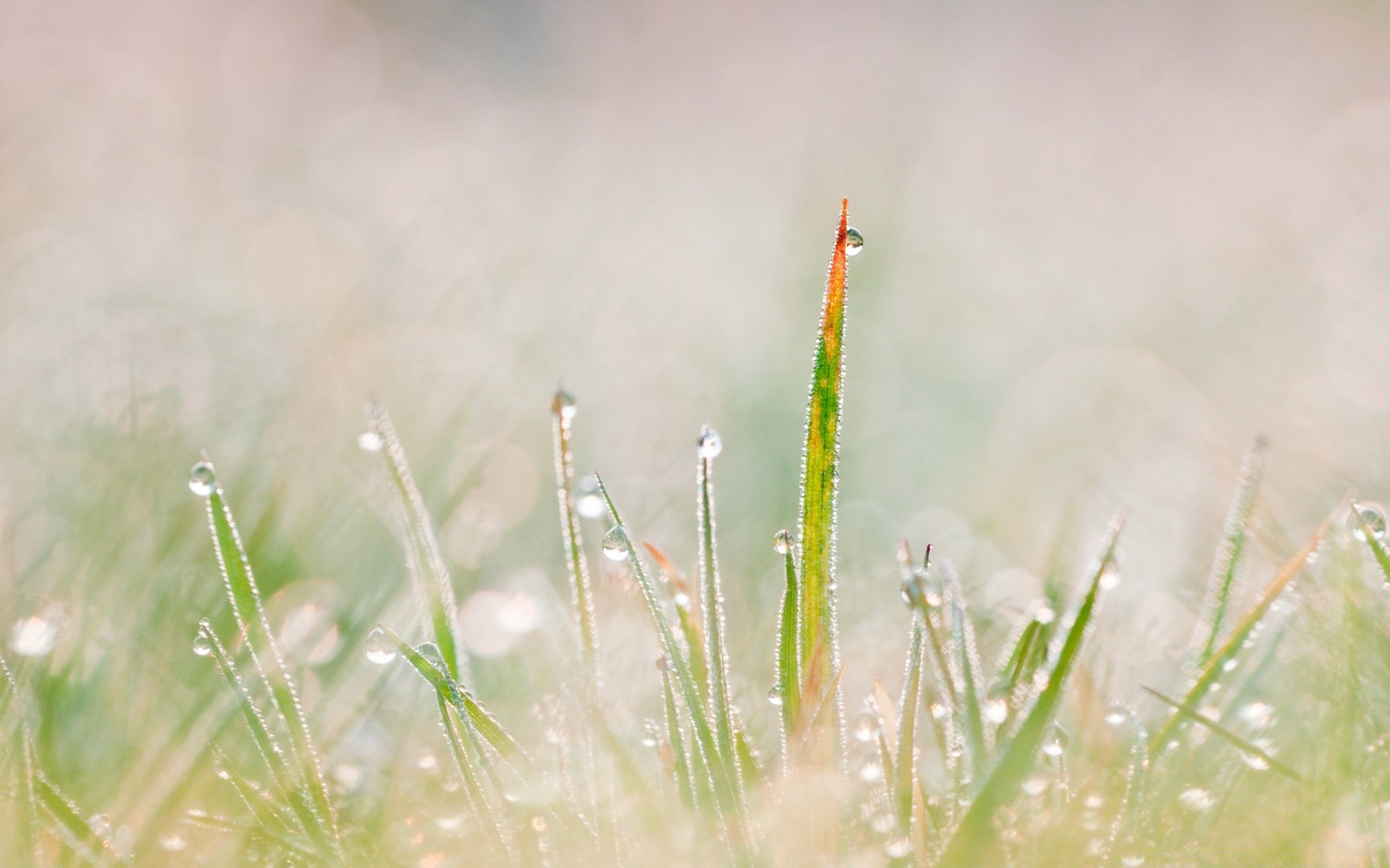 macro herbe nature pluie rosée croissance été aube soleil flore feuille environnement champ automne à l extérieur foin jardin beau temps fleur rural