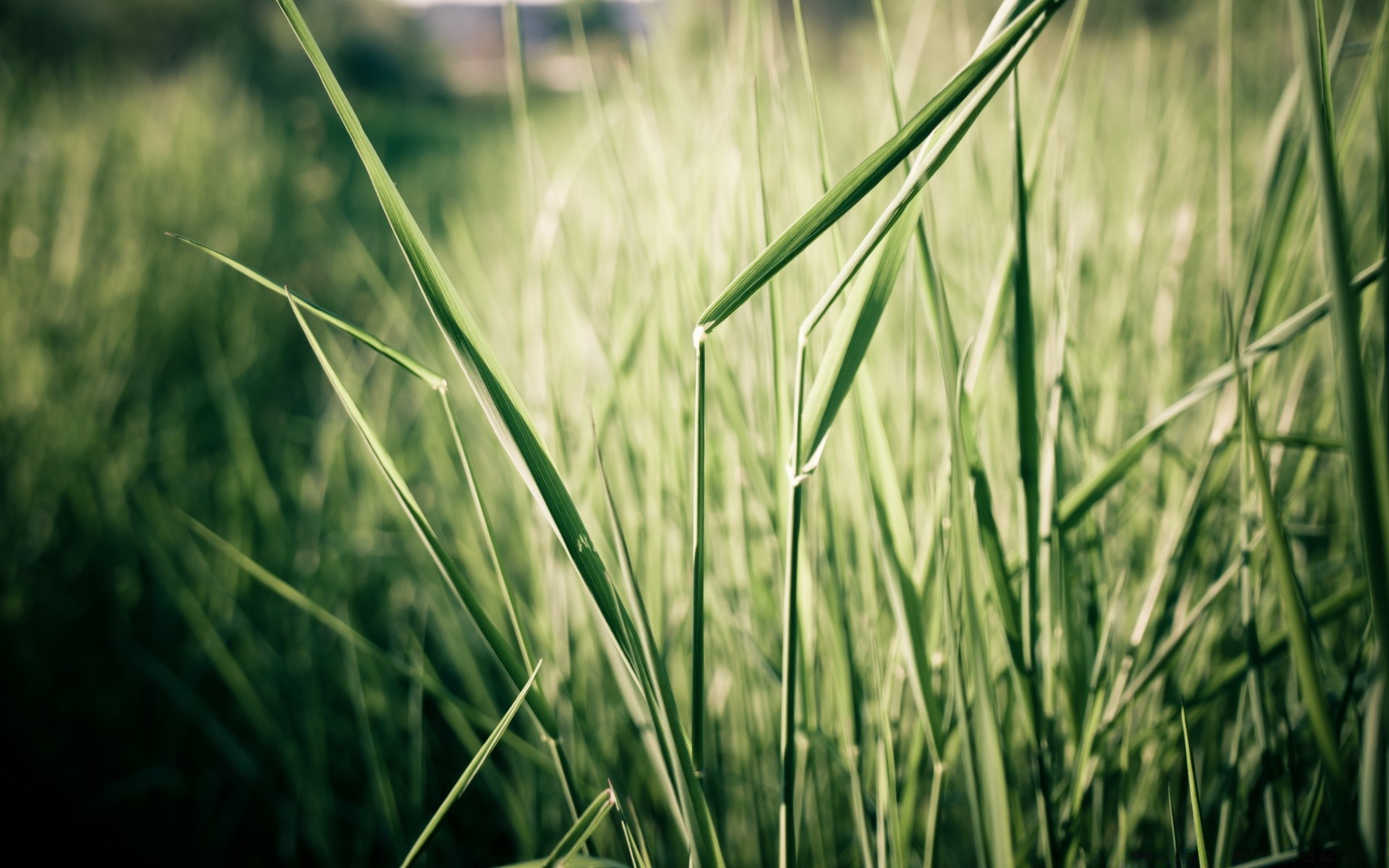 macro herbe champ flore pelouse nature foin croissance été feuille jardin environnement ferme rural luxuriant soleil à l extérieur