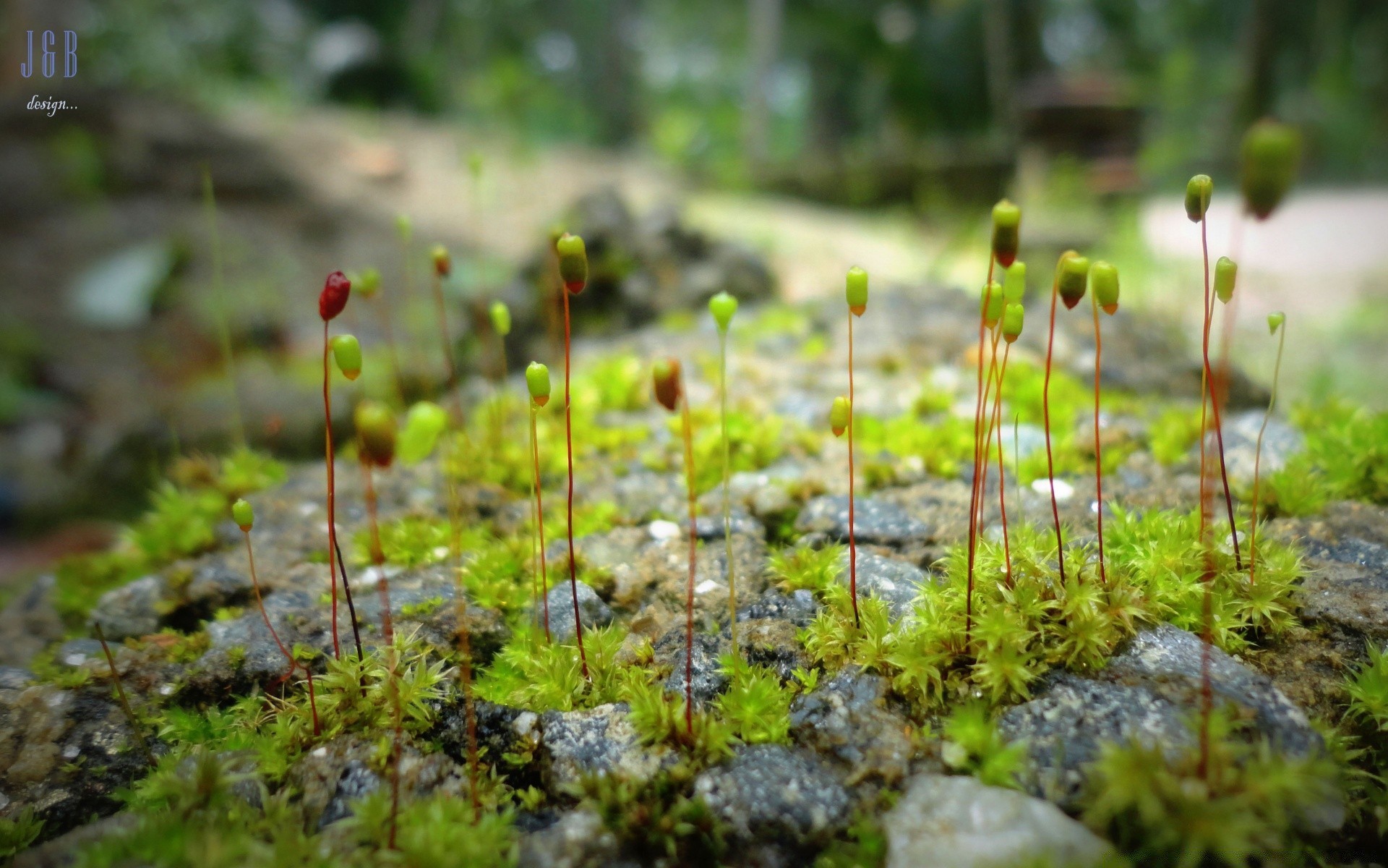 makro fotoğrafçılığı doğa büyüme flora toprak açık havada çimen küçük yaprak çevre yaz bahçe çiçek yosun zemin sezon vahşi tarım yakın çekim