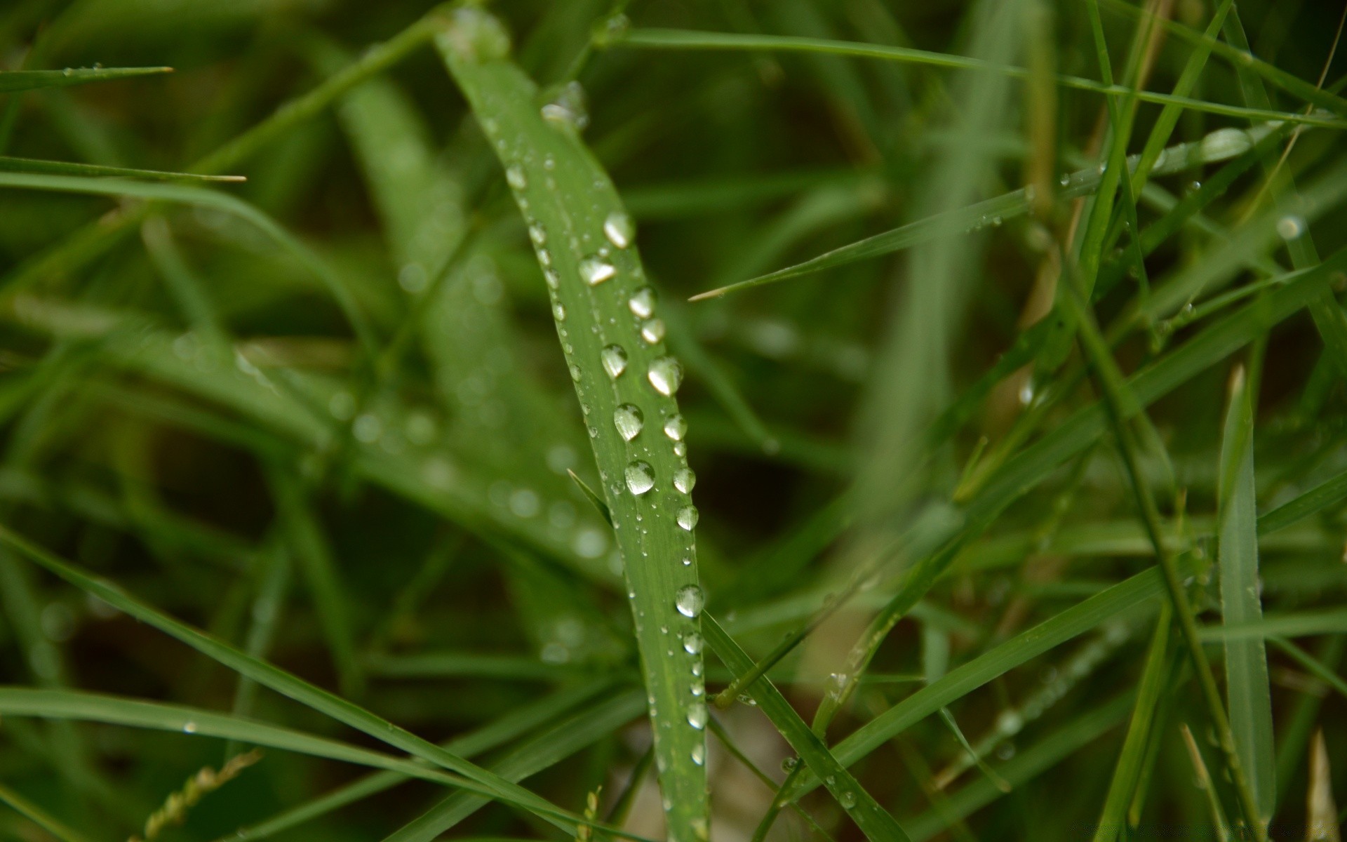 makroaufnahme natur blatt flora gras tau regen aufstieg garten medium sommer im freien fallen nass üppig schließen frische morgendämmerung rasen