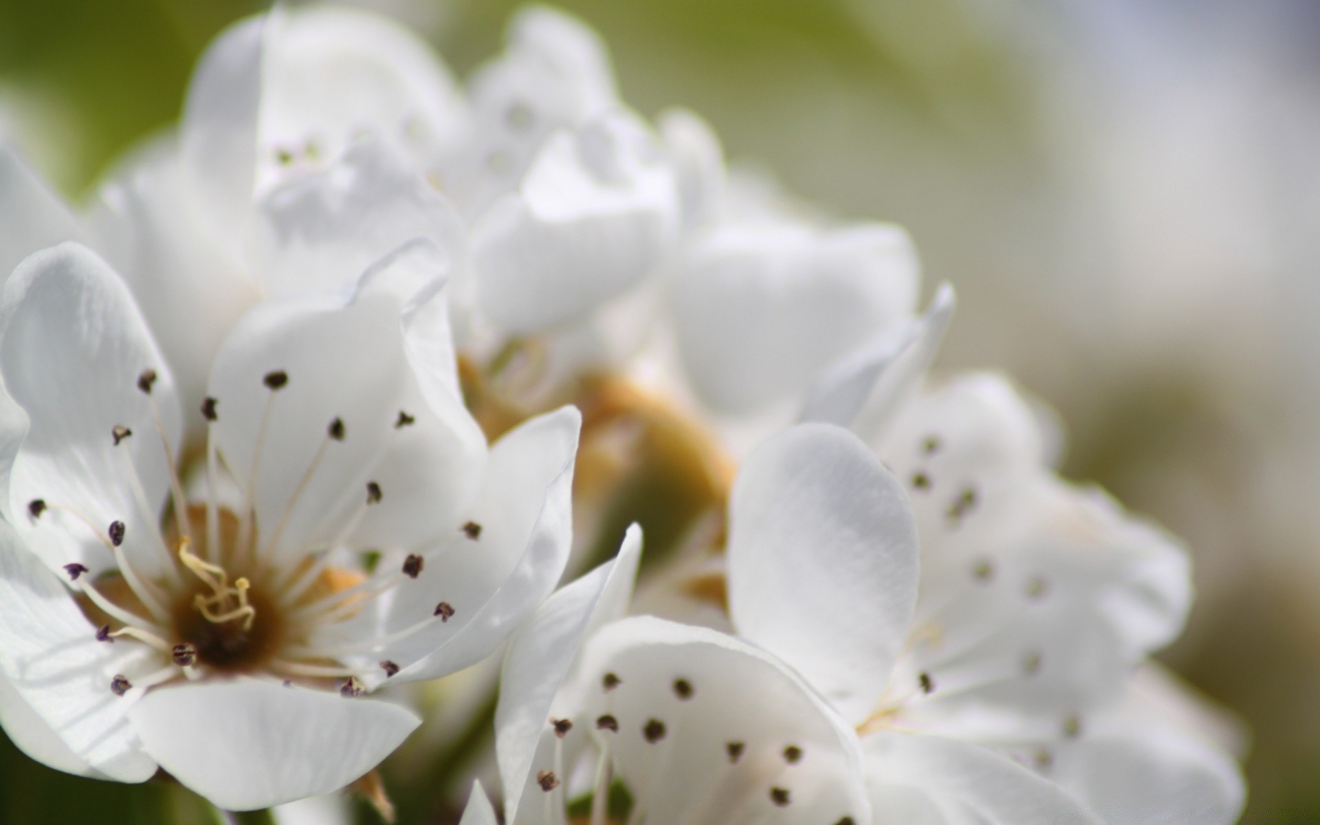 makro kwiat natura flora liść lato ogród płatek jasny na zewnątrz rozmycie kwiatowy rozkwit wzrost