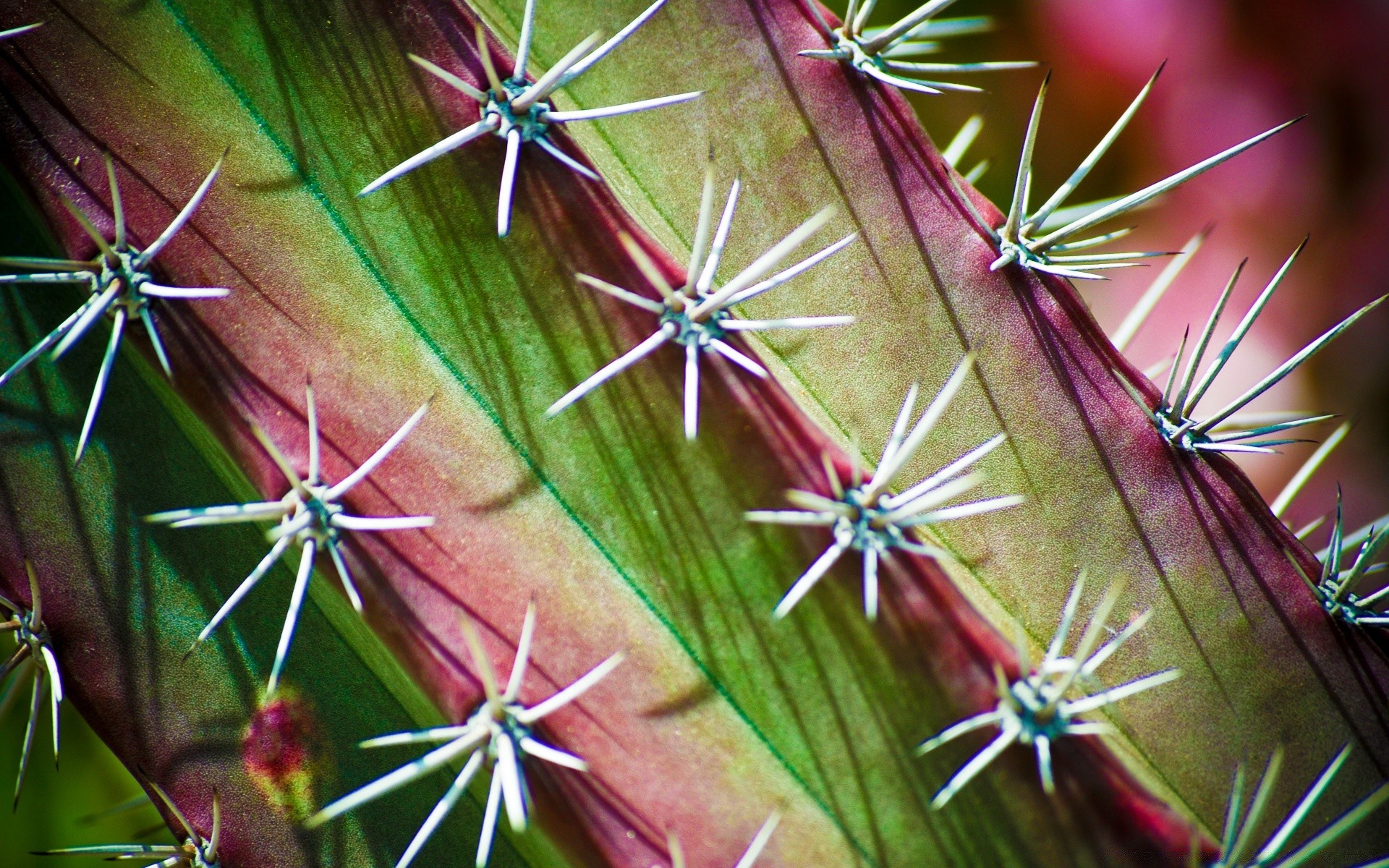 makrofotografia kaktus kręgosłup spike ostry soczysty natura kwiat flora kolczasty powrót igły zbliżenie na zewnątrz