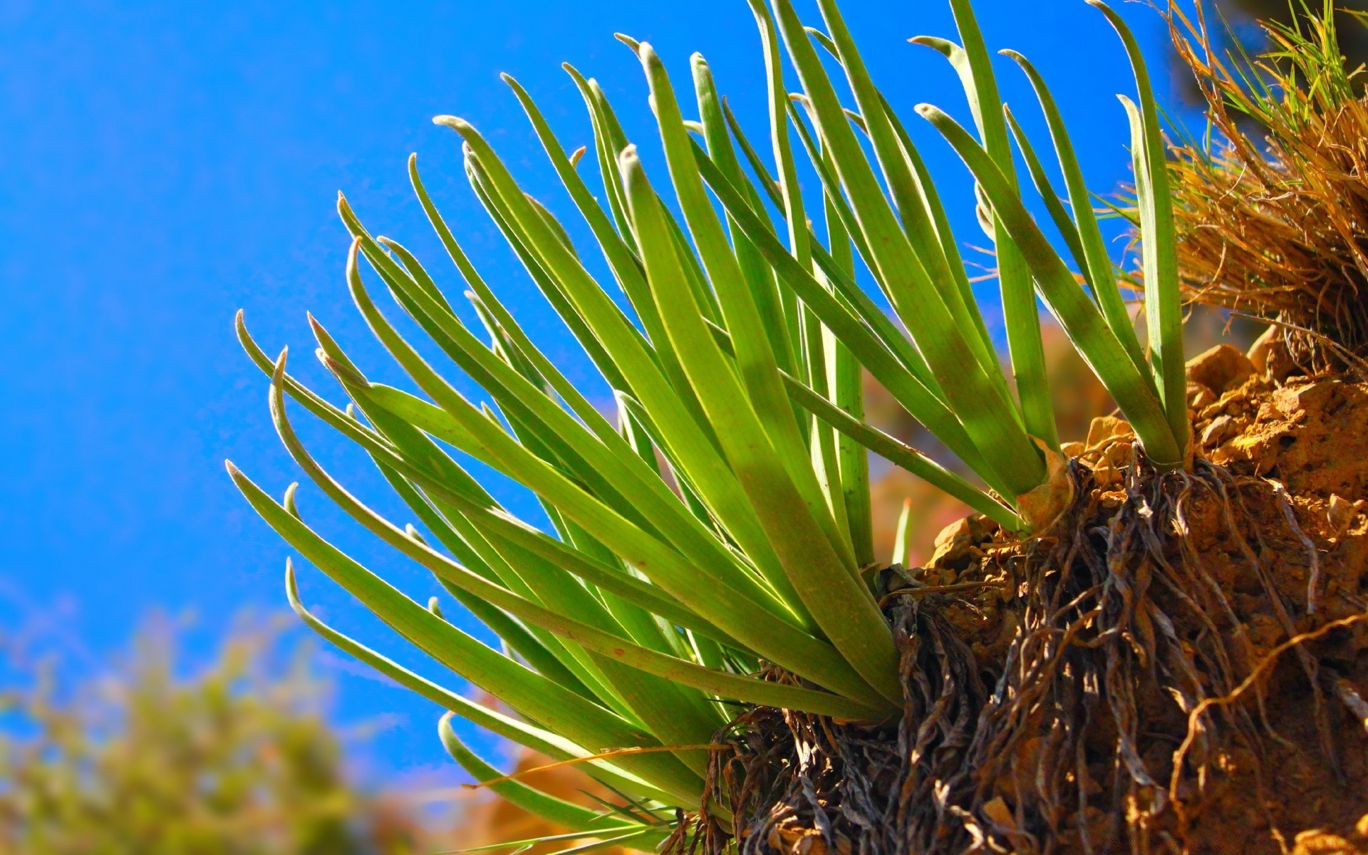 makro fotoğrafçılığı flora doğa açık havada yaprak ağaç tropikal büyüme renk ortamlar yaz