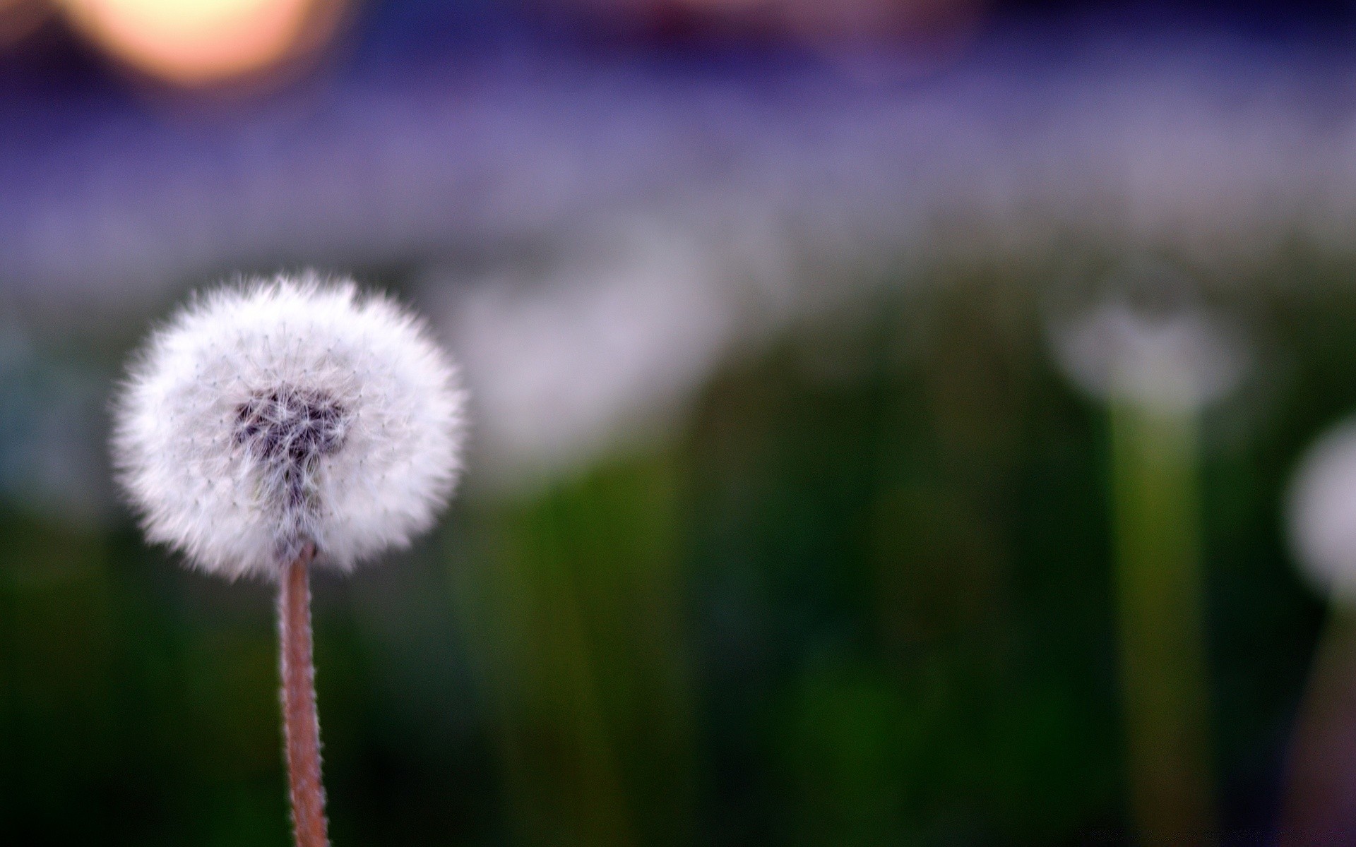 makroaufnahme blume natur löwenzahn unschärfe gras sommer im freien flora wachstum dof heuhaufen sanft sonne fokus licht gutes wetter farbe feld