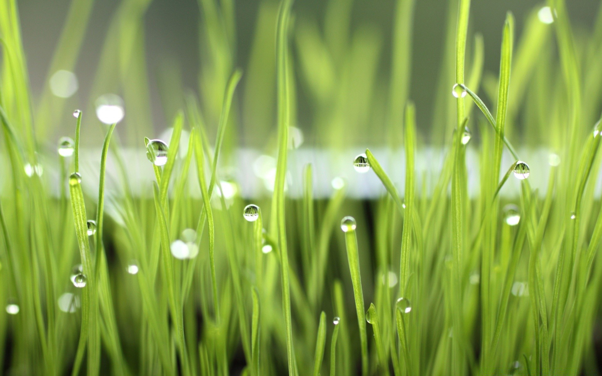 macro shot rosée herbe pelouse lame croissance chute luxuriante agropyre foin jardin pluie flore feuille gouttes fraîcheur gouttes champ nature humide