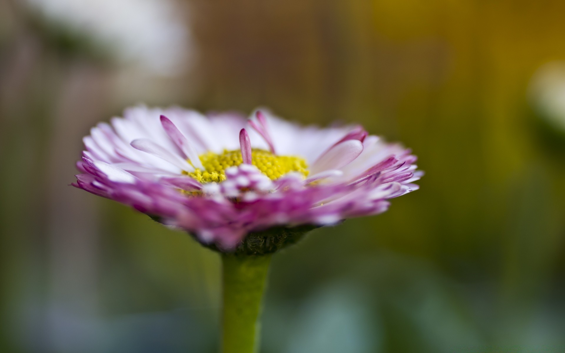 macro natura fiore flora estate giardino foglia fiore petalo luminoso close-up colore campo all aperto erba crescita floreale bel tempo selvaggio stagione